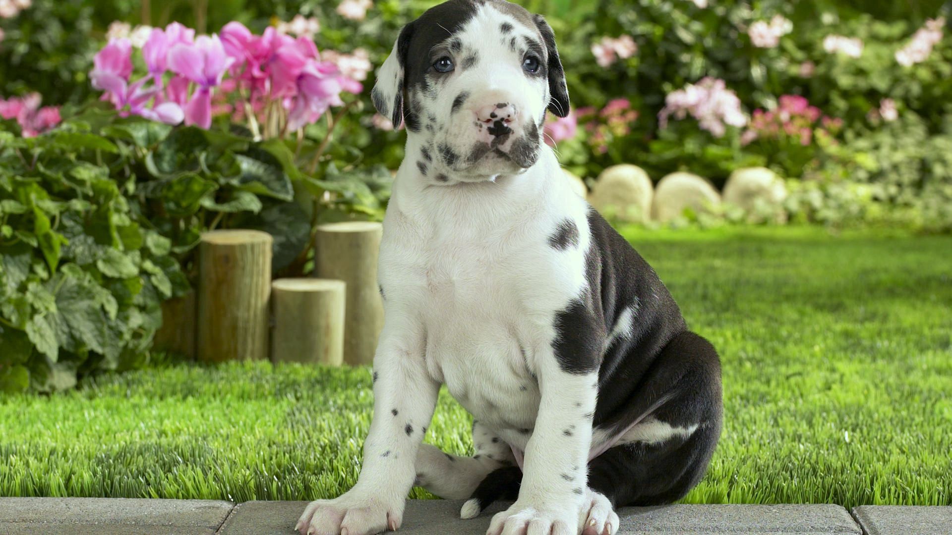 animals, flowers, grass, sit, spotted, spotty, puppy