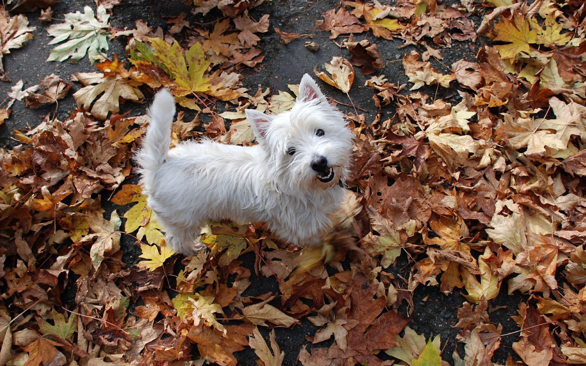 PCデスクトップに動物, 葉, 上, 木の葉, 上から, 秋, 子犬画像を無料でダウンロード