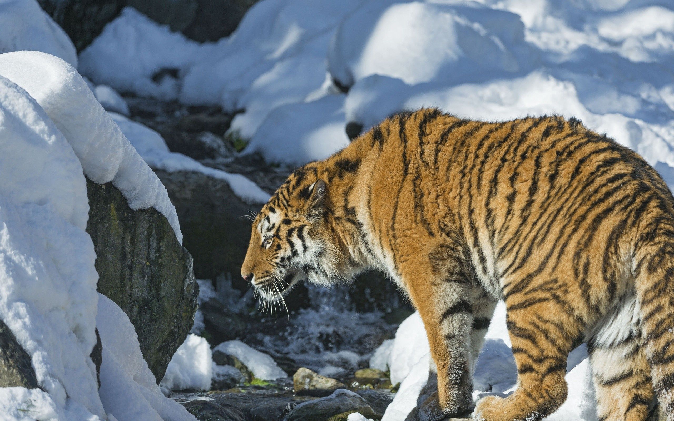 Download mobile wallpaper Animals, Tiger, Snow, Predator for free.