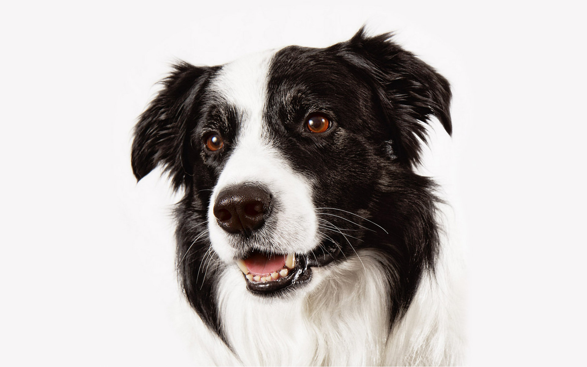 dogs, animal, border collie lock screen backgrounds
