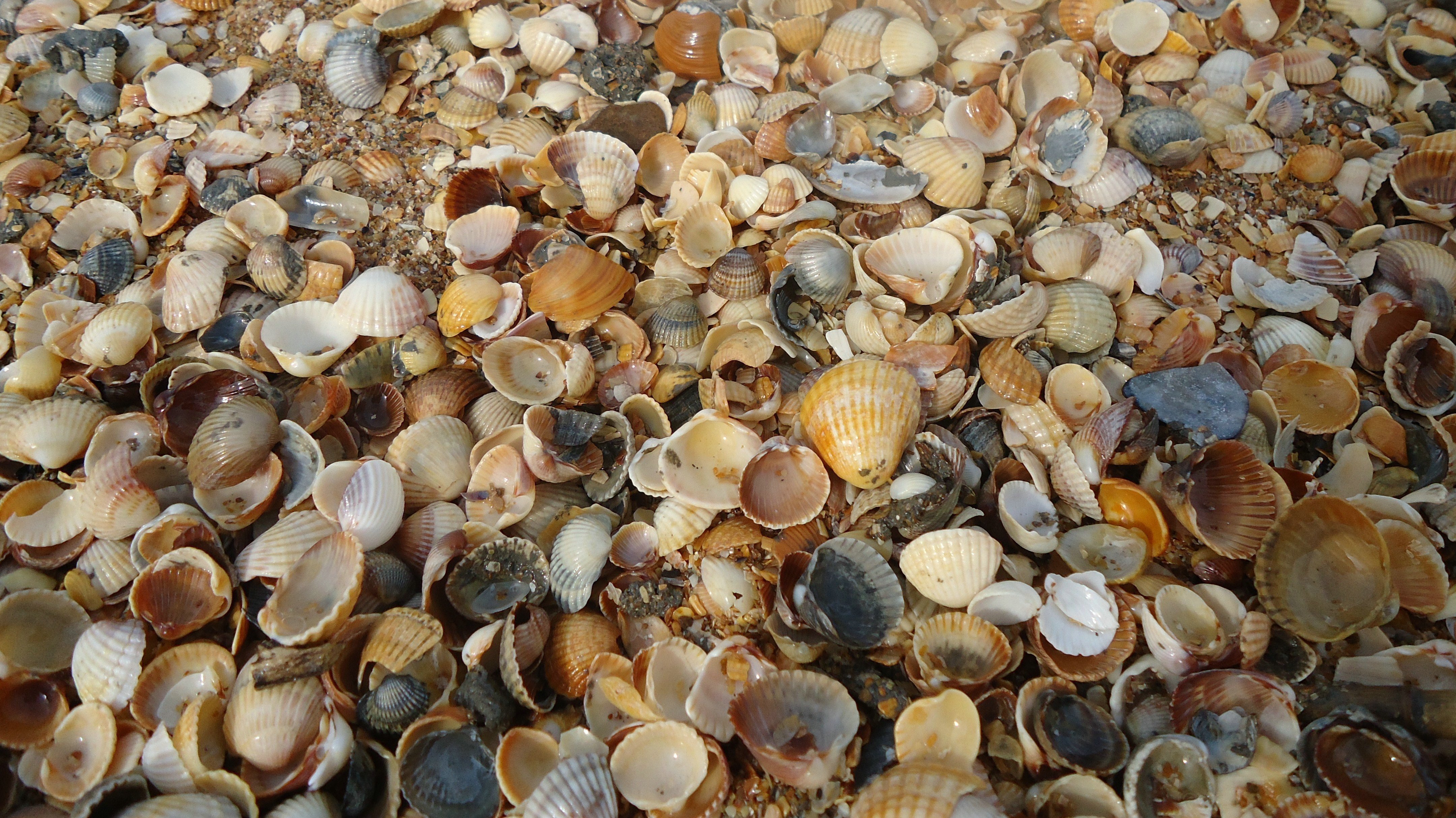 android shells, background