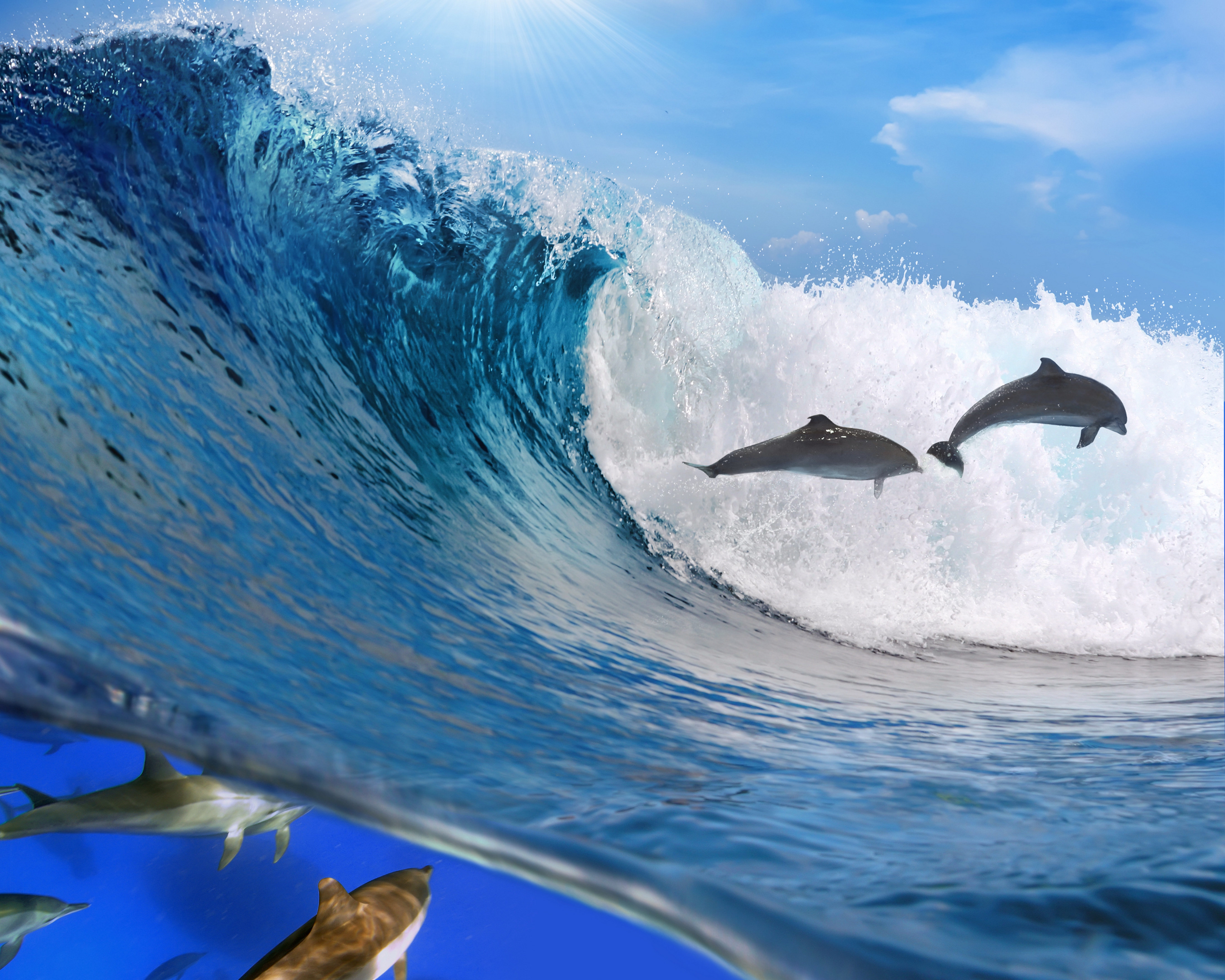 Скачать картинку Волна, Дельфины, Животные, Океан, Свобода в телефон бесплатно.