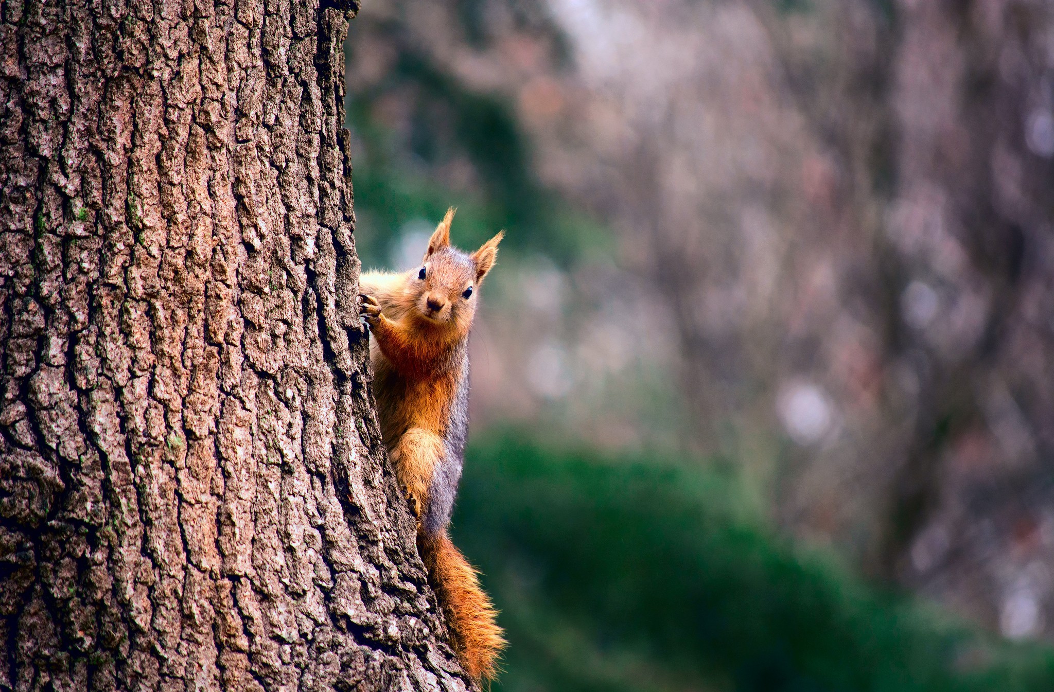 animal, squirrel, trunk cell phone wallpapers