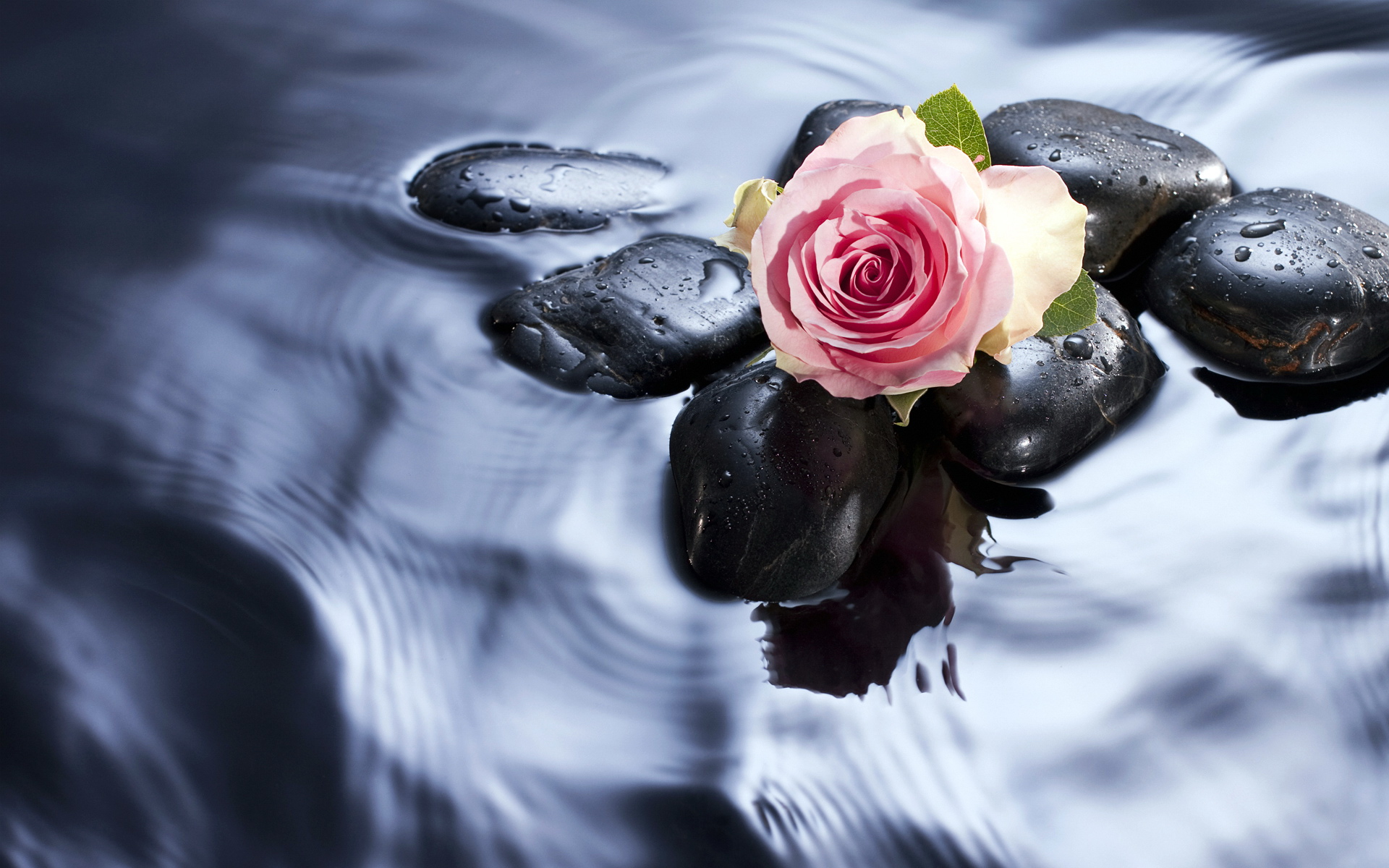 Wallpaper Full HD photography, artistic, bud, rose, stone, water