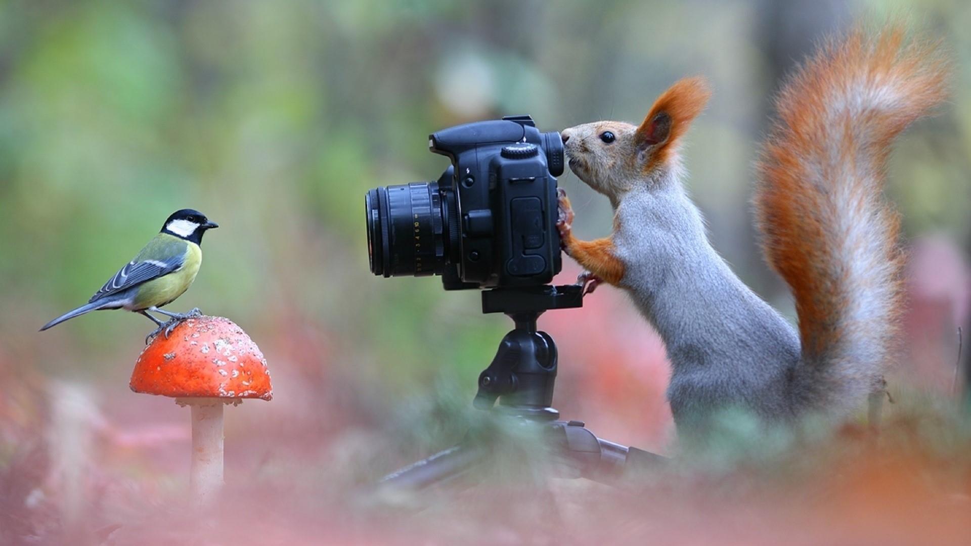 Картинки на тему фотография