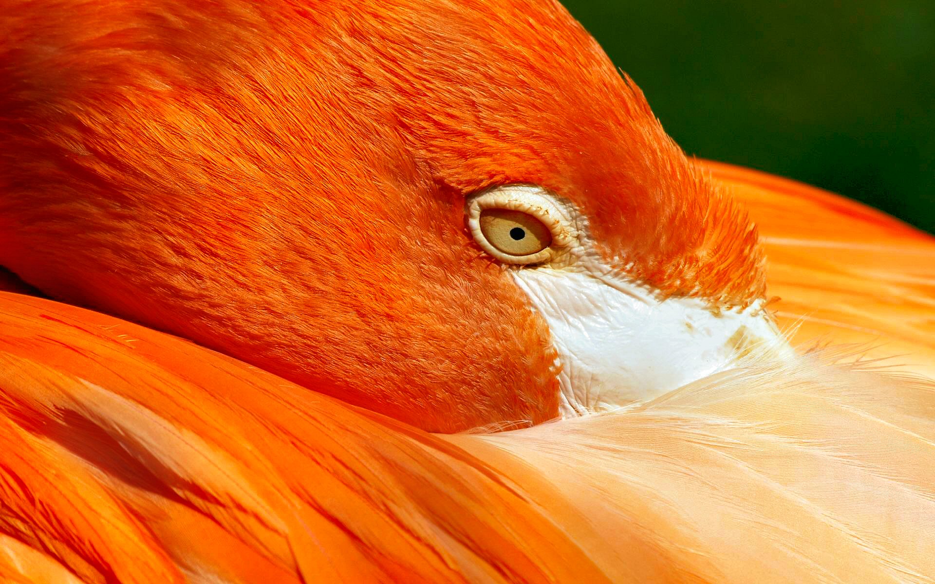 314167 Hintergrundbild herunterladen tiere, flamingo, vogel, feder, rot, vögel - Bildschirmschoner und Bilder kostenlos