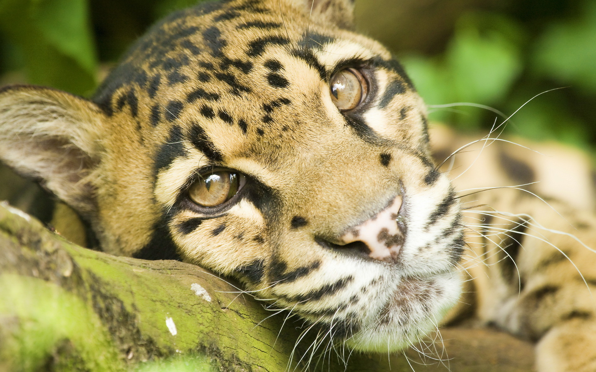 animal, clouded leopard, cats cellphone