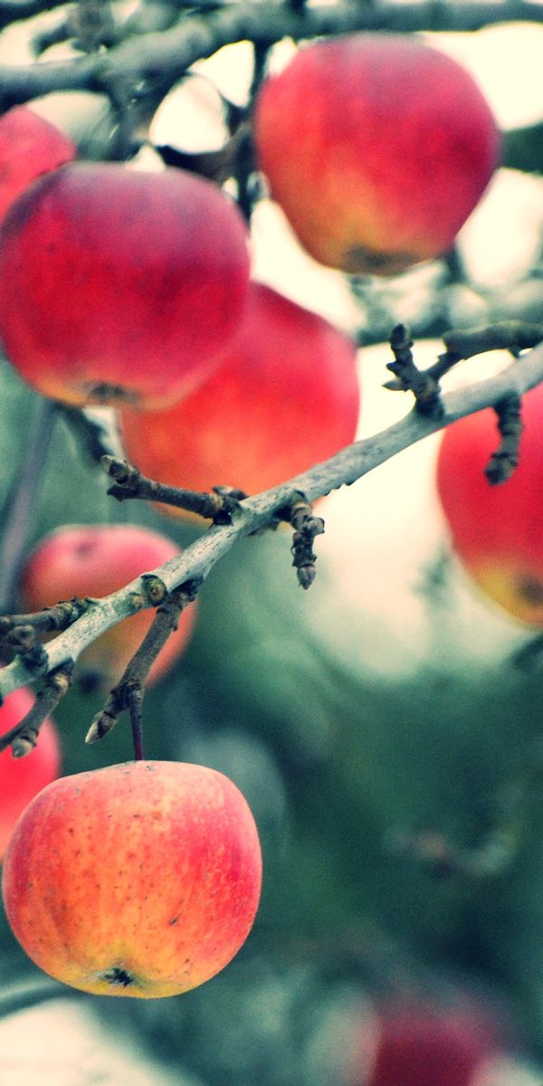 Яблоня телефоны. Яблоки на ветке. Яблоки на дереве. Ветка яблони с яблоками. Яблоки розовые на ветке.