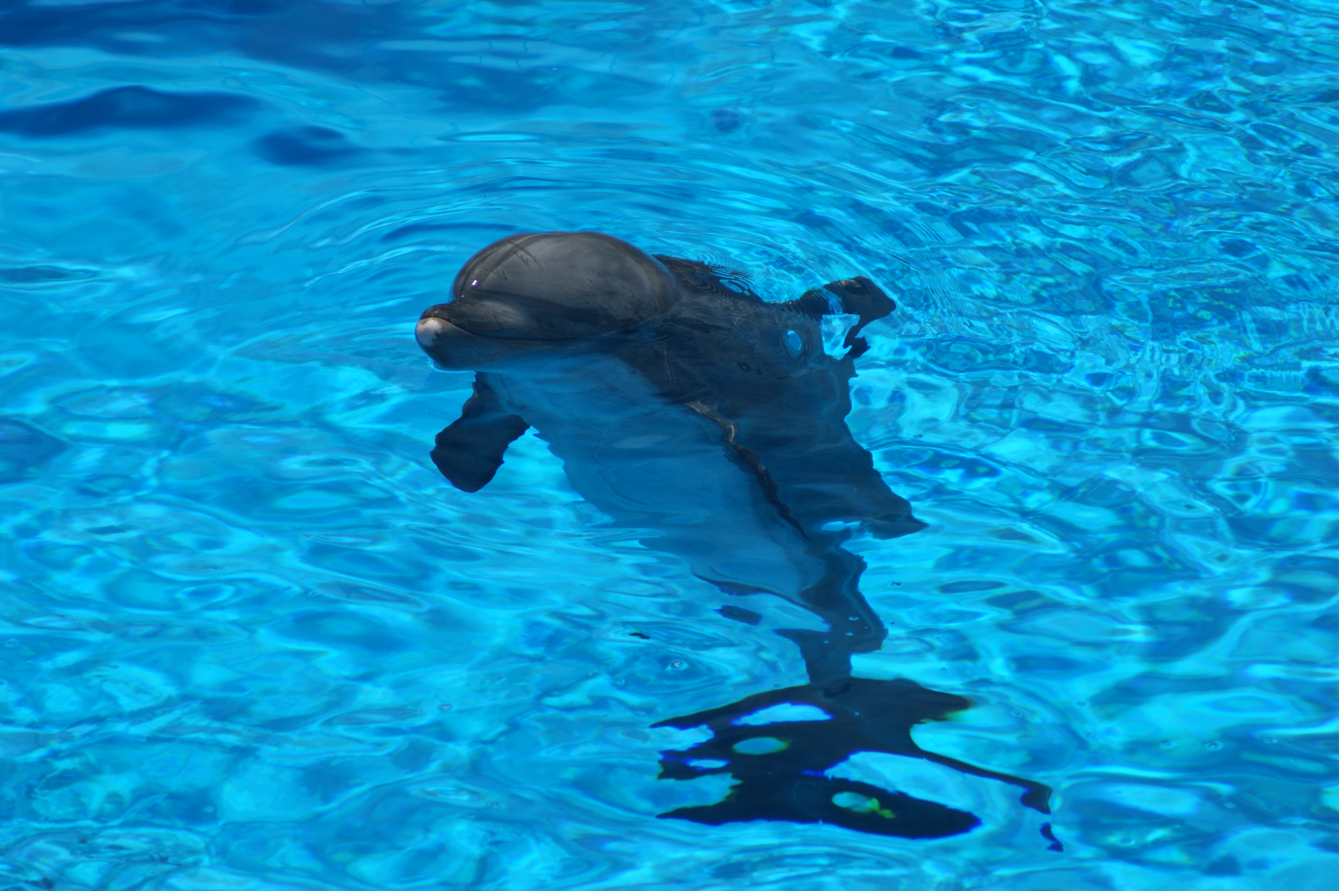animals, water, ripples, ripple, dolphin 32K