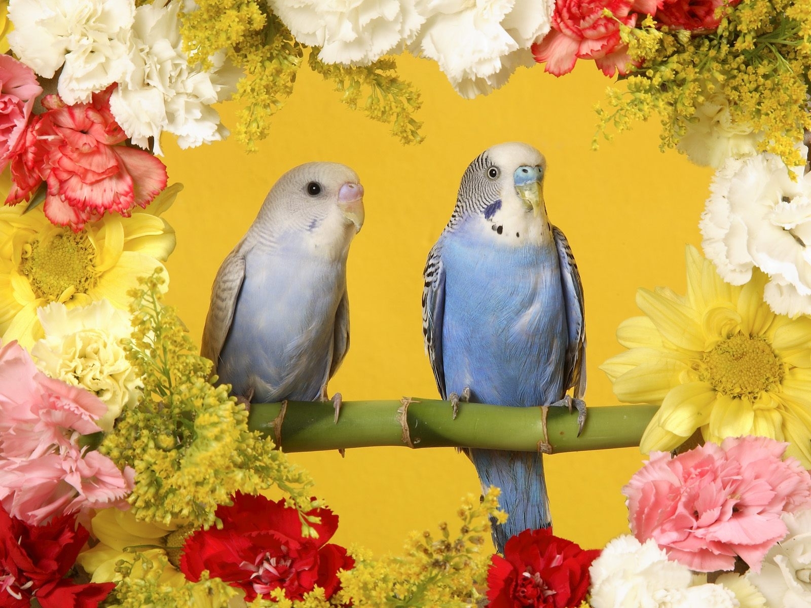 Скачать картинку Попугаи, Животные, Птицы, Цветы в телефон бесплатно.