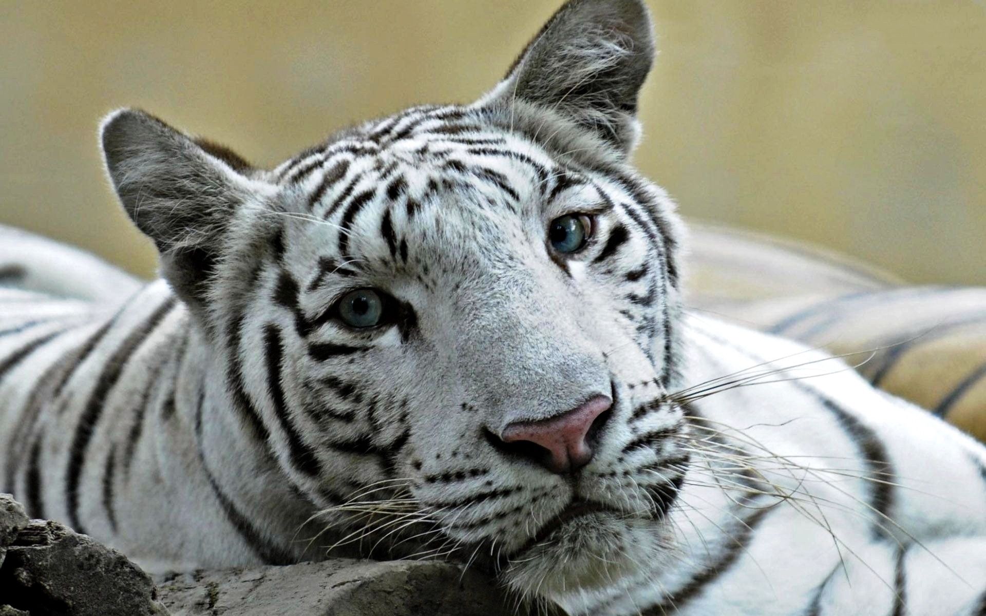 Download mobile wallpaper Tiger, Animals, Muzzle, Grin, Predator, Big Cat for free.
