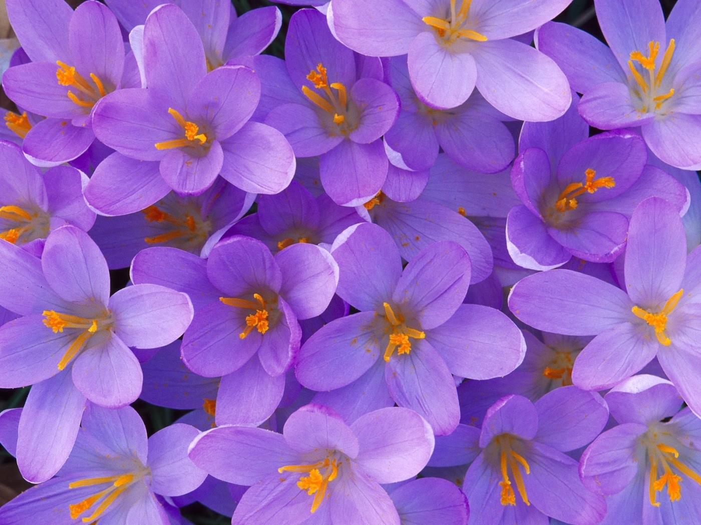 Descarga gratuita de fondo de pantalla para móvil de Flores, Plantas, Violeta.