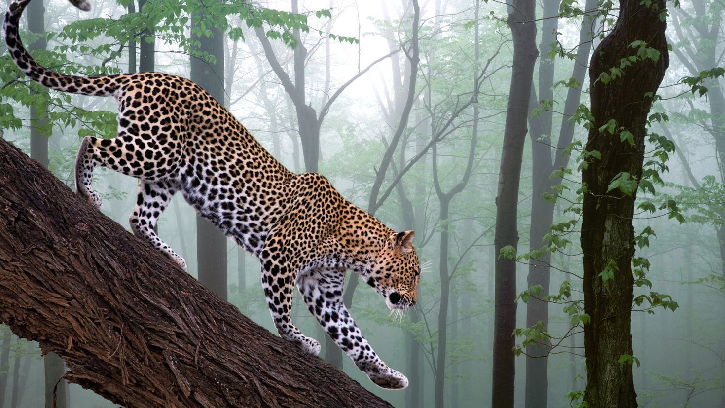 Картинки беспла. Ягуар тропического леса. Берберийский леопард. Экваториальный лес Ягуар. Гепард леопард Ягуар.