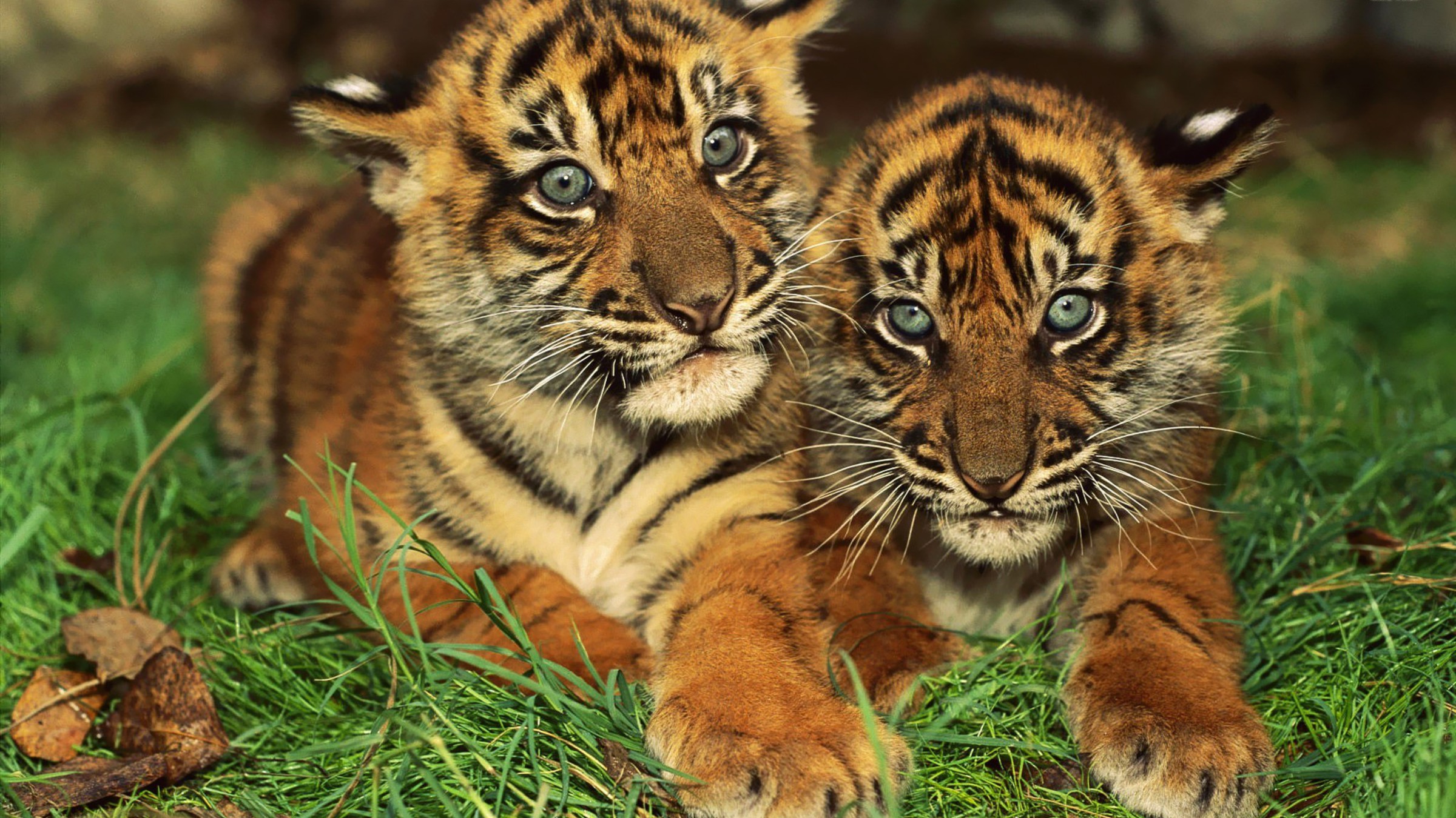 animal, tiger, bengal tiger, cub, cute, cats 8K