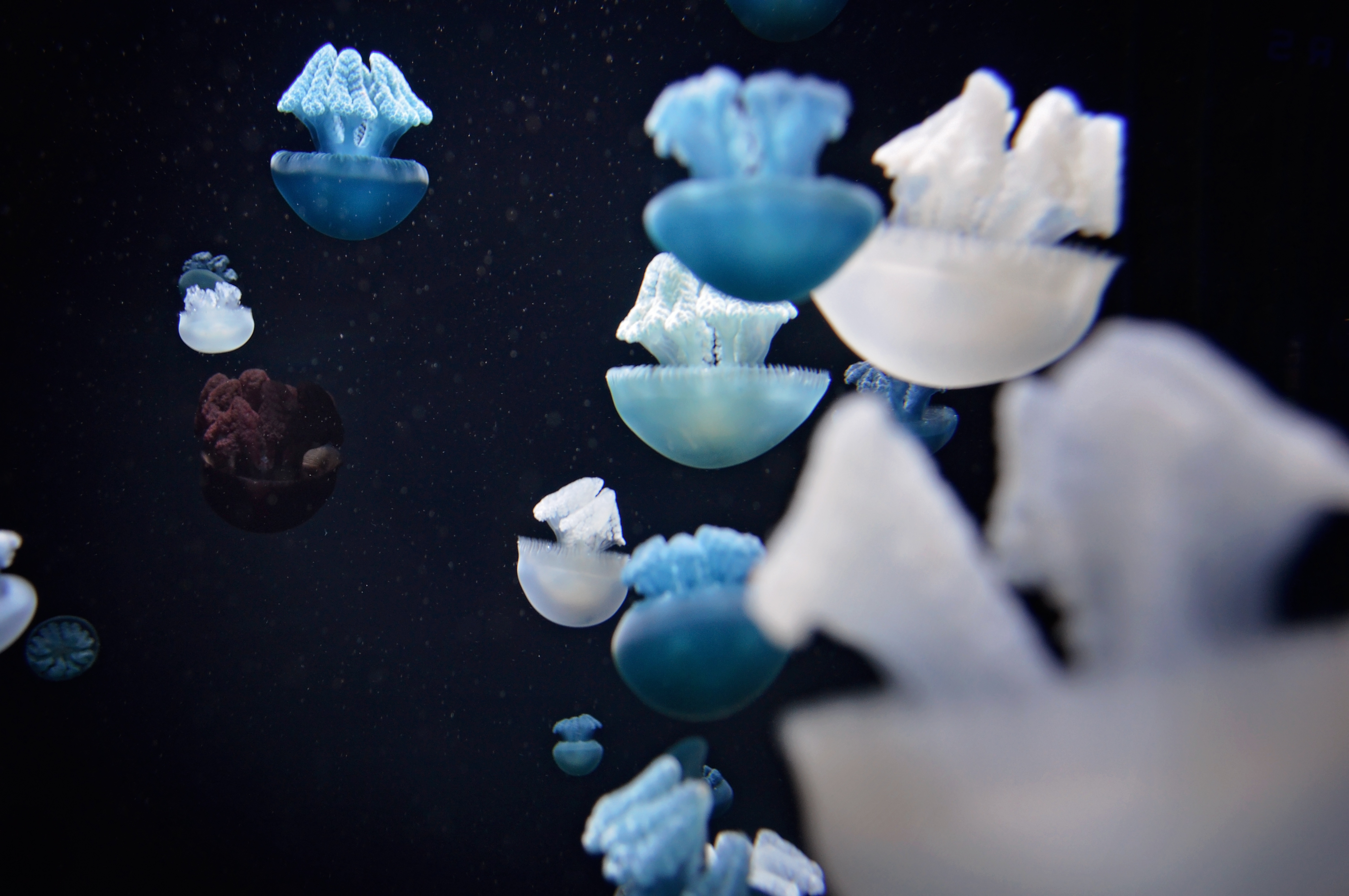 Free download wallpaper Macro, Tentacles, Animals, Jellyfish, Underwater World on your PC desktop