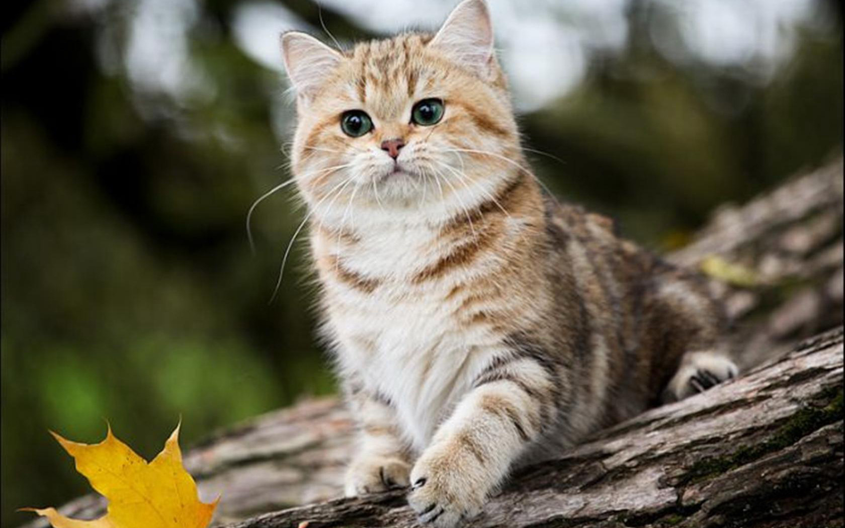 Прекрасная кошечка. Британская кошка Кьяра. Кошка Кьяра порода. Красивый кот. Красивые кошечки.
