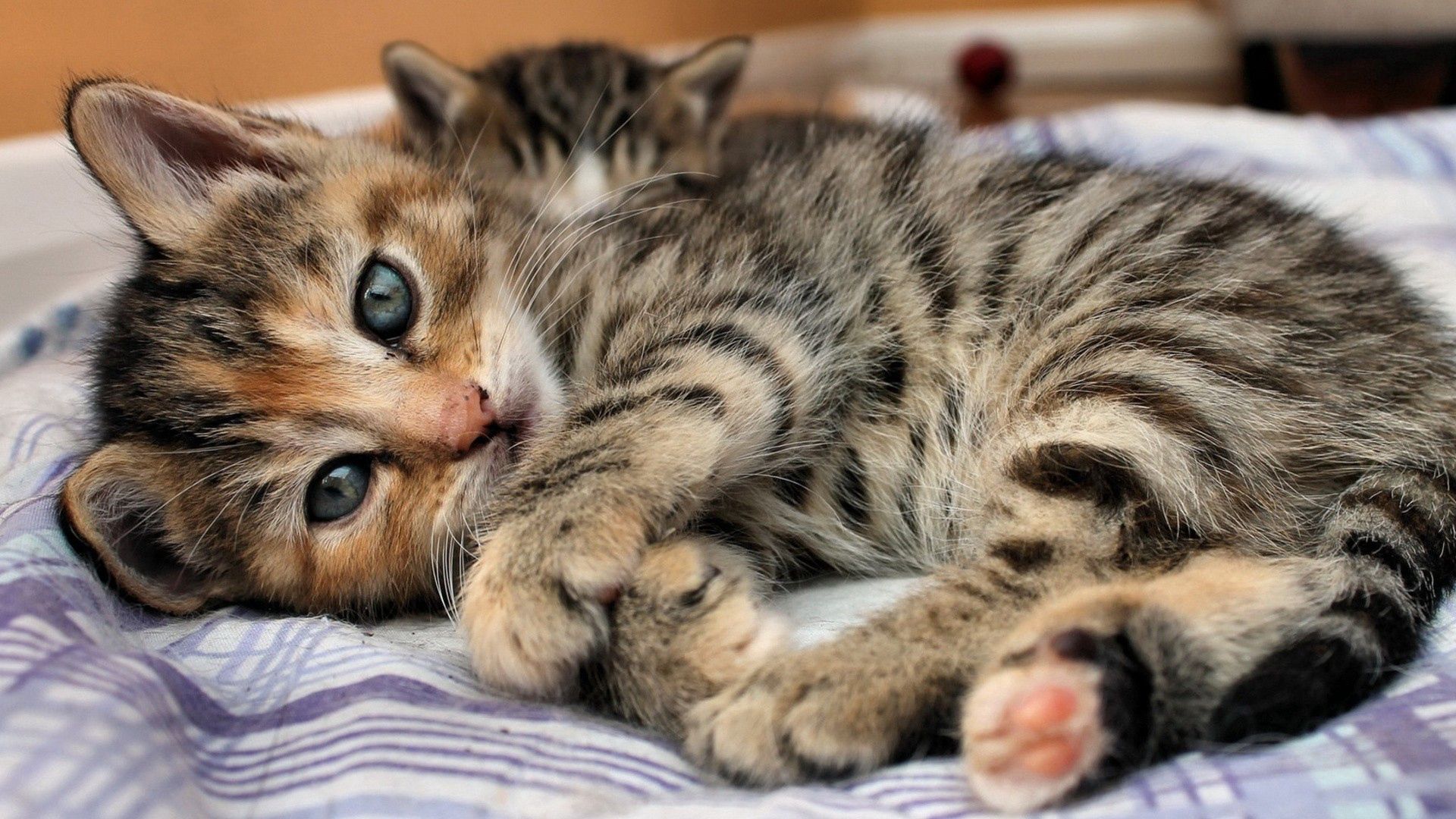 animals, kitty, kitten, to lie down, lie, striped, bed HD wallpaper