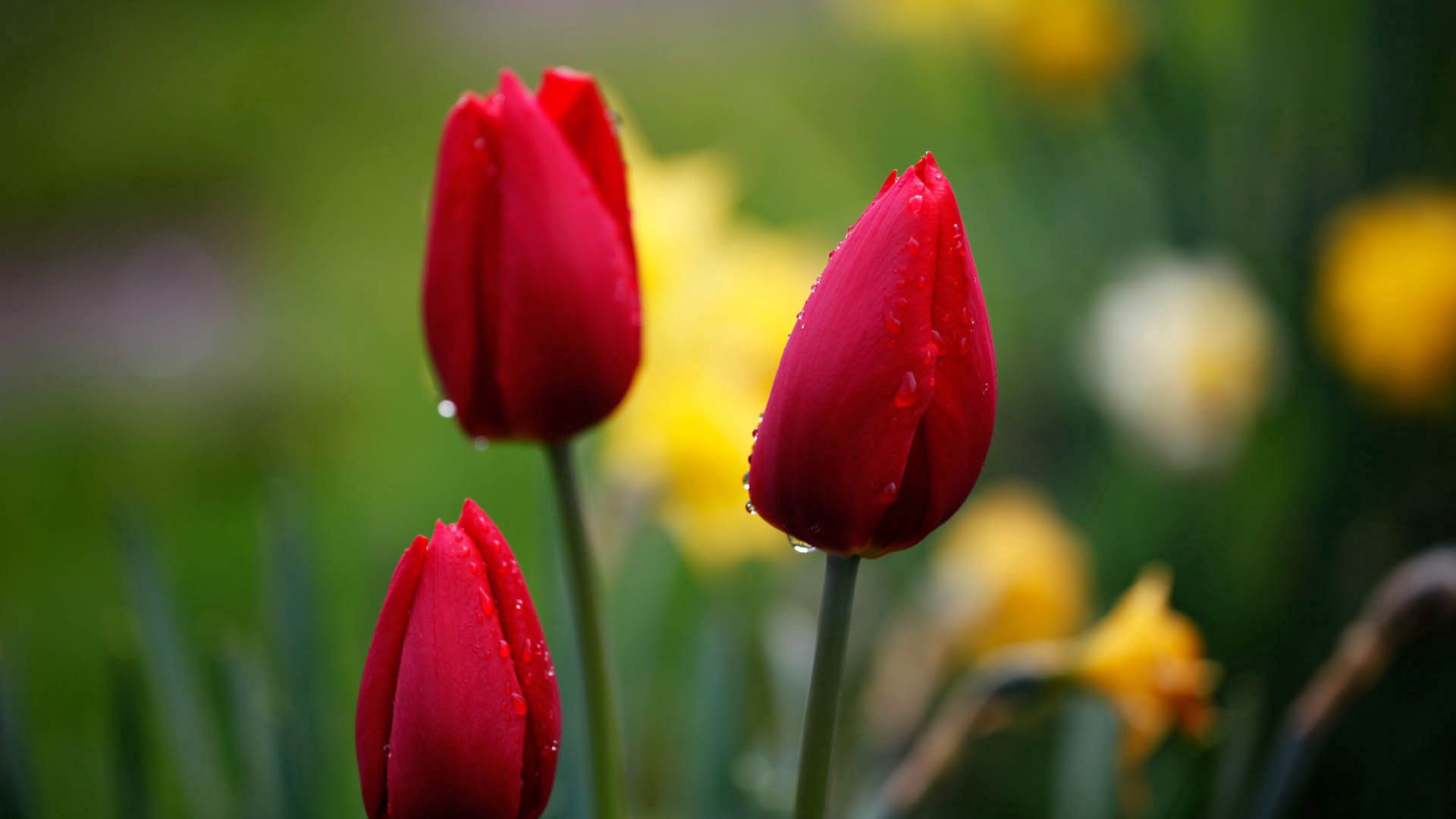 Free download wallpaper Flowers, Bud, Tulips, Drops on your PC desktop