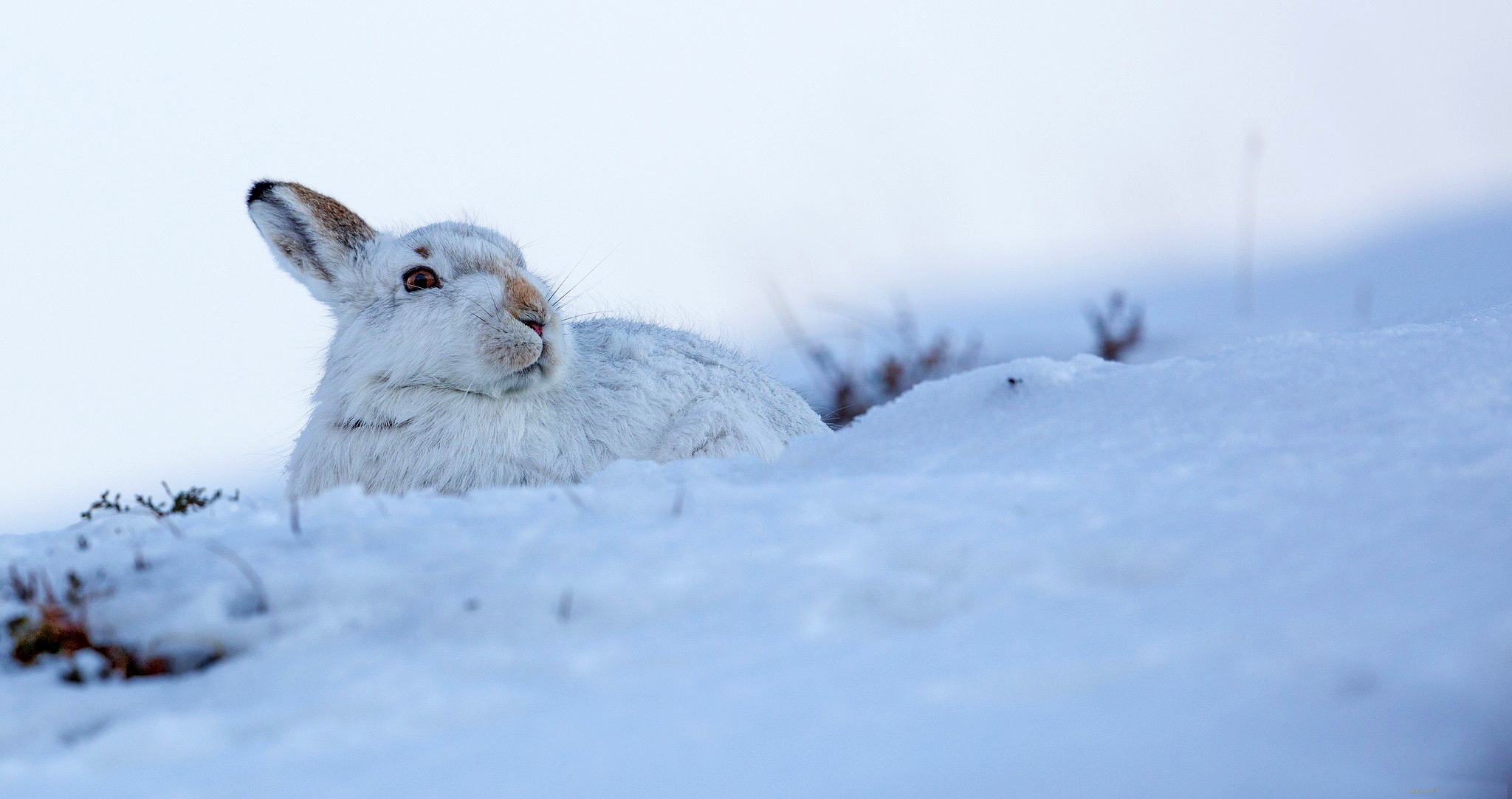 Зайка снегом. Баргузинский заповедник заяц Беляк. Заяц Беляк зимой. Заяц Беляк дальнего Востока. Заяц Беляк на снегу.
