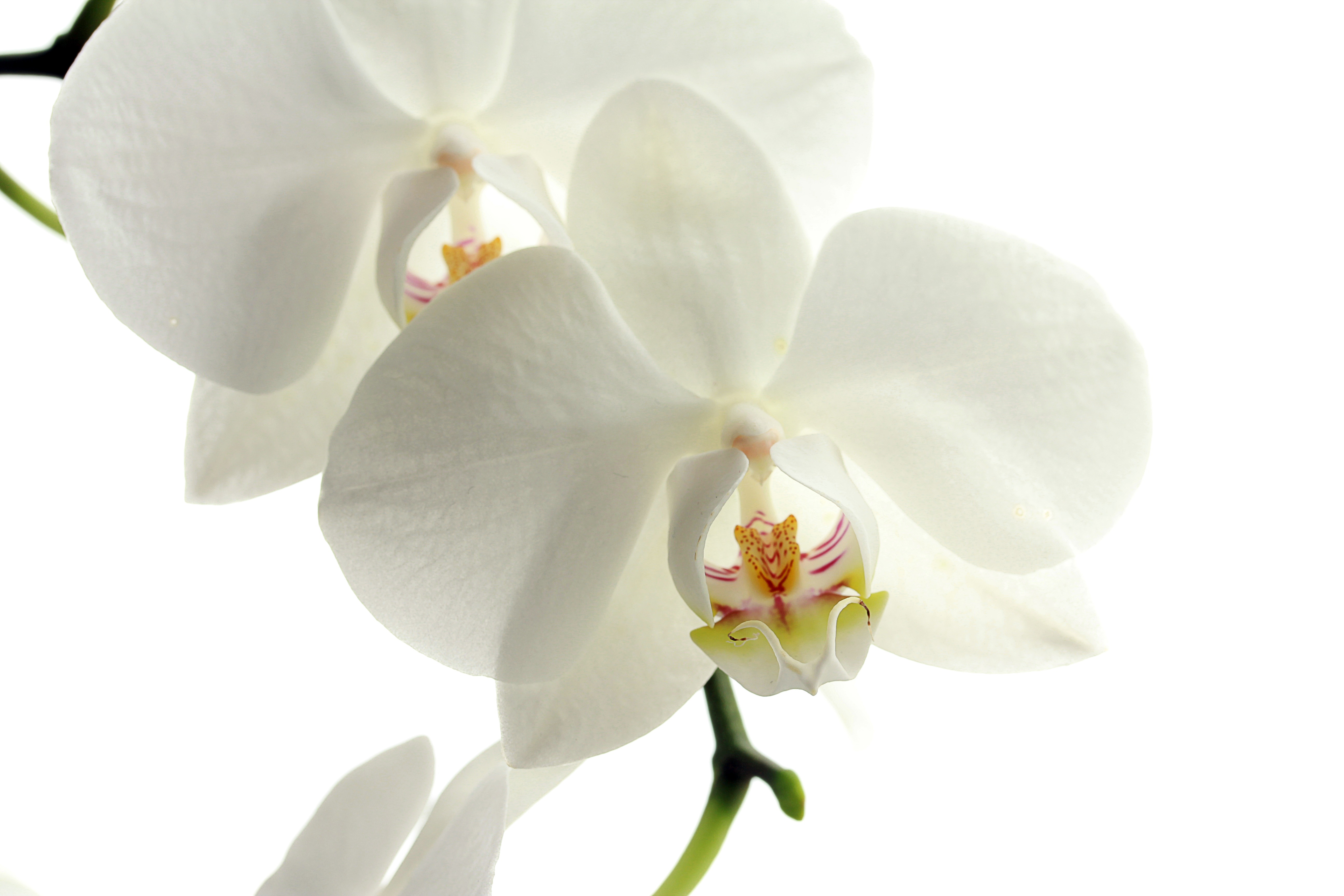 Скачать обои Орхидея на телефон бесплатно