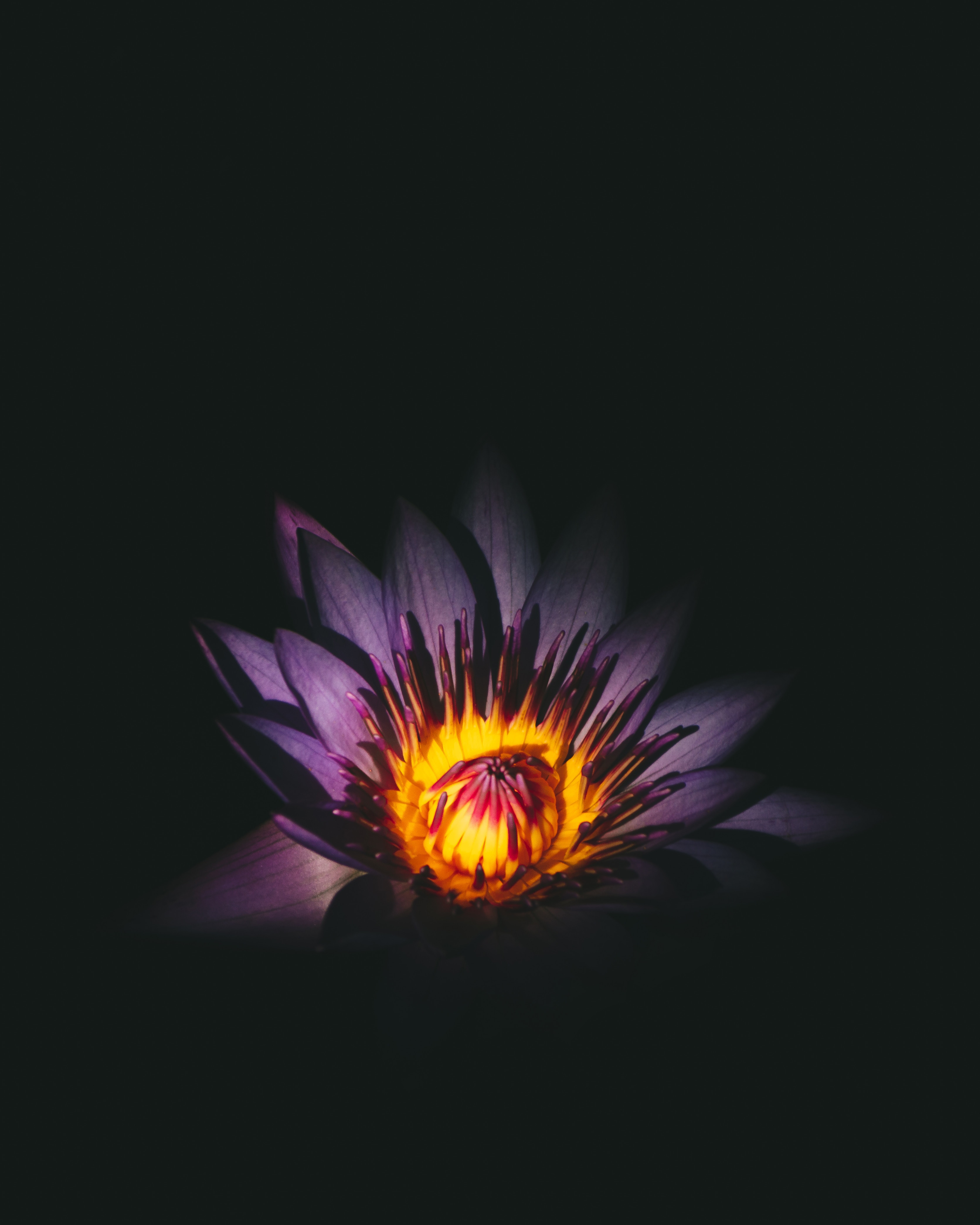 153022 Hintergrundbild herunterladen blume, blumen, lotus, violett, knospe, bud, lila - Bildschirmschoner und Bilder kostenlos
