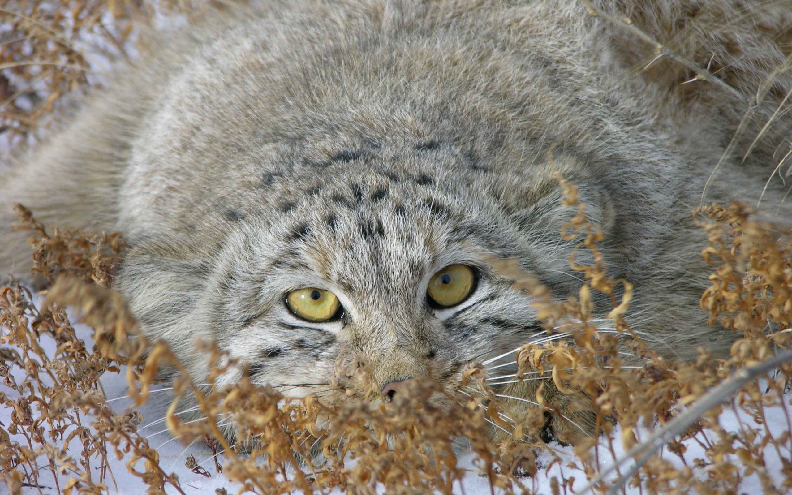 manul, animals, grass, muzzle, pallas' cat, peek out, look out