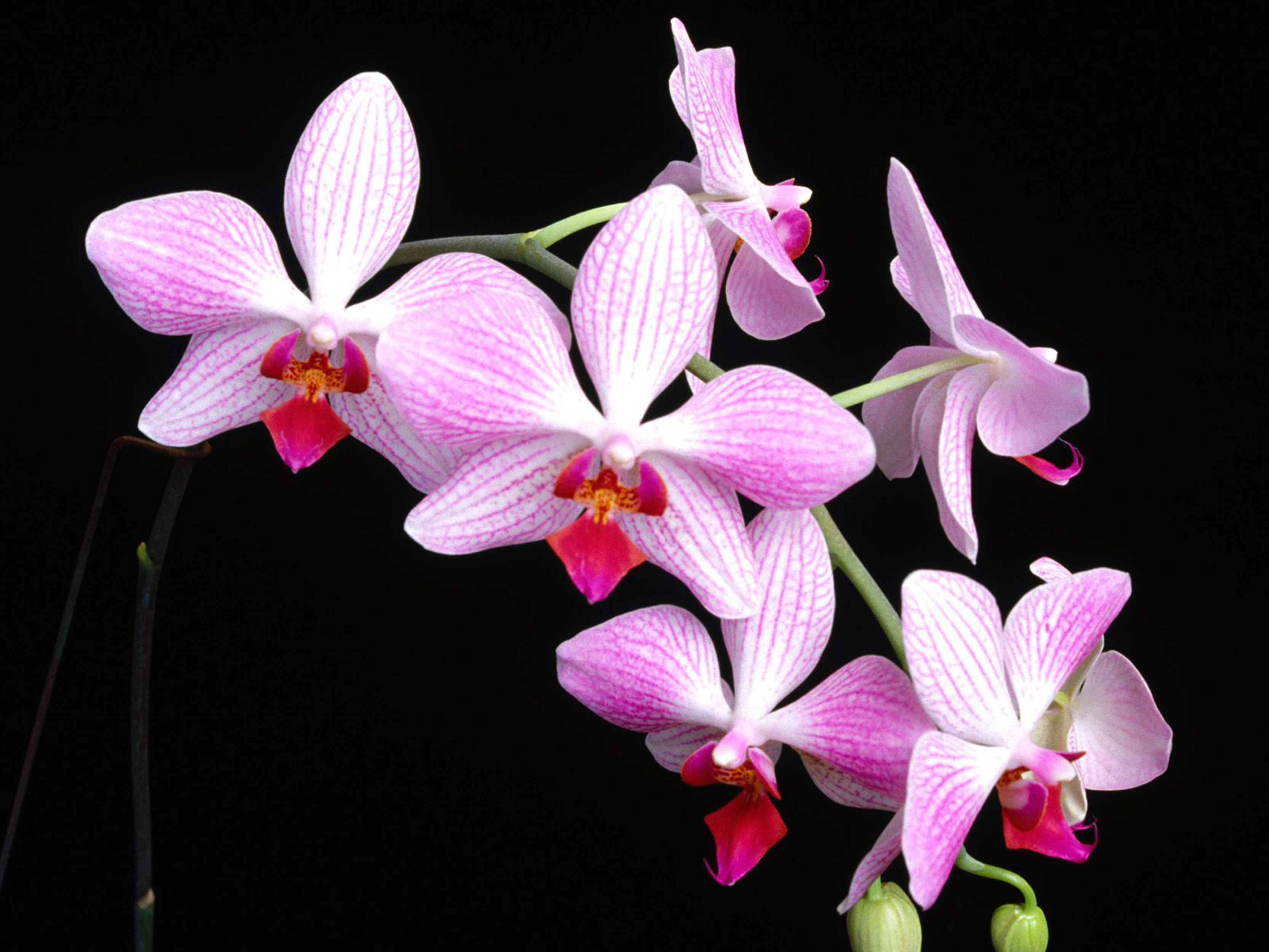 Flowers orchids. Фаленопсис Биг Стоун. Фаленопсис Charleston. Чарльстон Орхидея фаленопсис. Фаленопсис Ниагара.