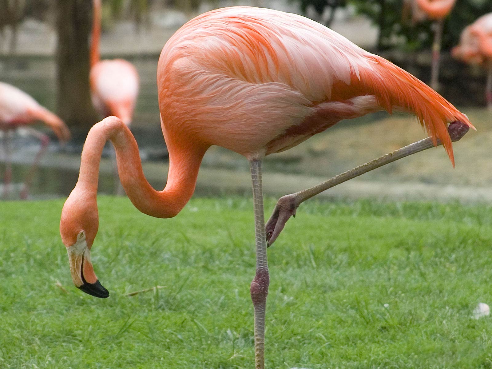 Падальщик Фламинго