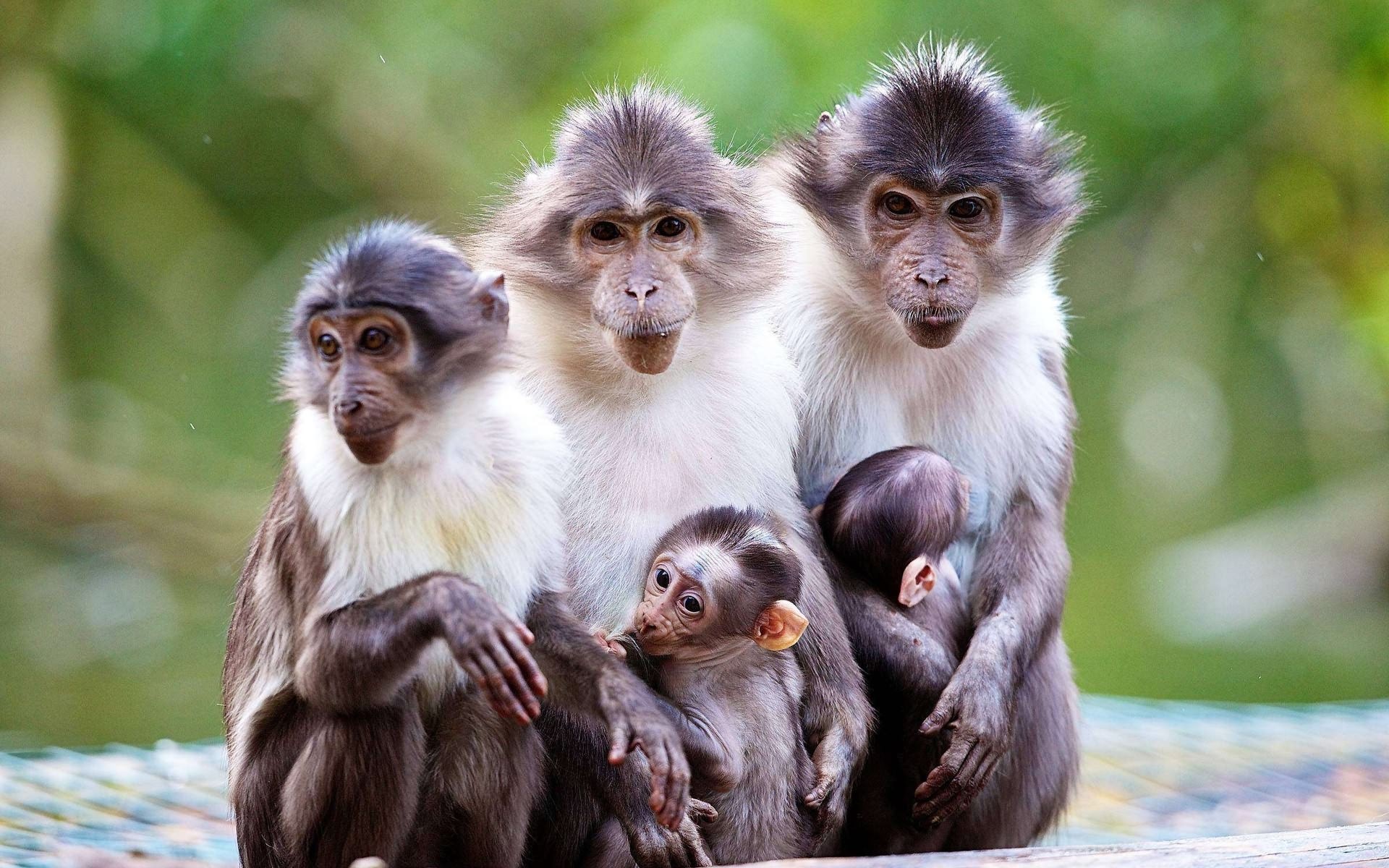 Маймун макаки семья мартышки