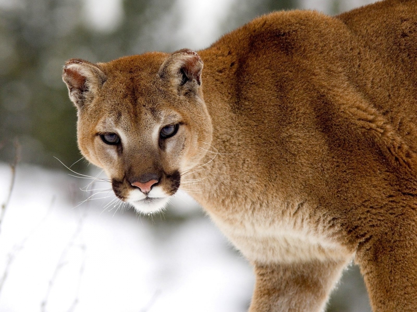 Laden Sie das Puma, Tiere-Bild kostenlos auf Ihren PC-Desktop herunter