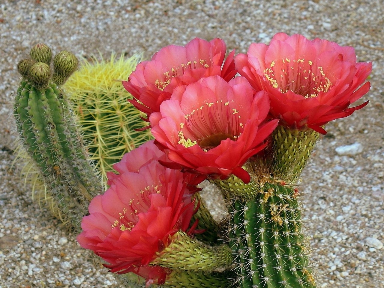 Téléchargez des papiers peints mobile Plantes, Cactus, Fleurs gratuitement.