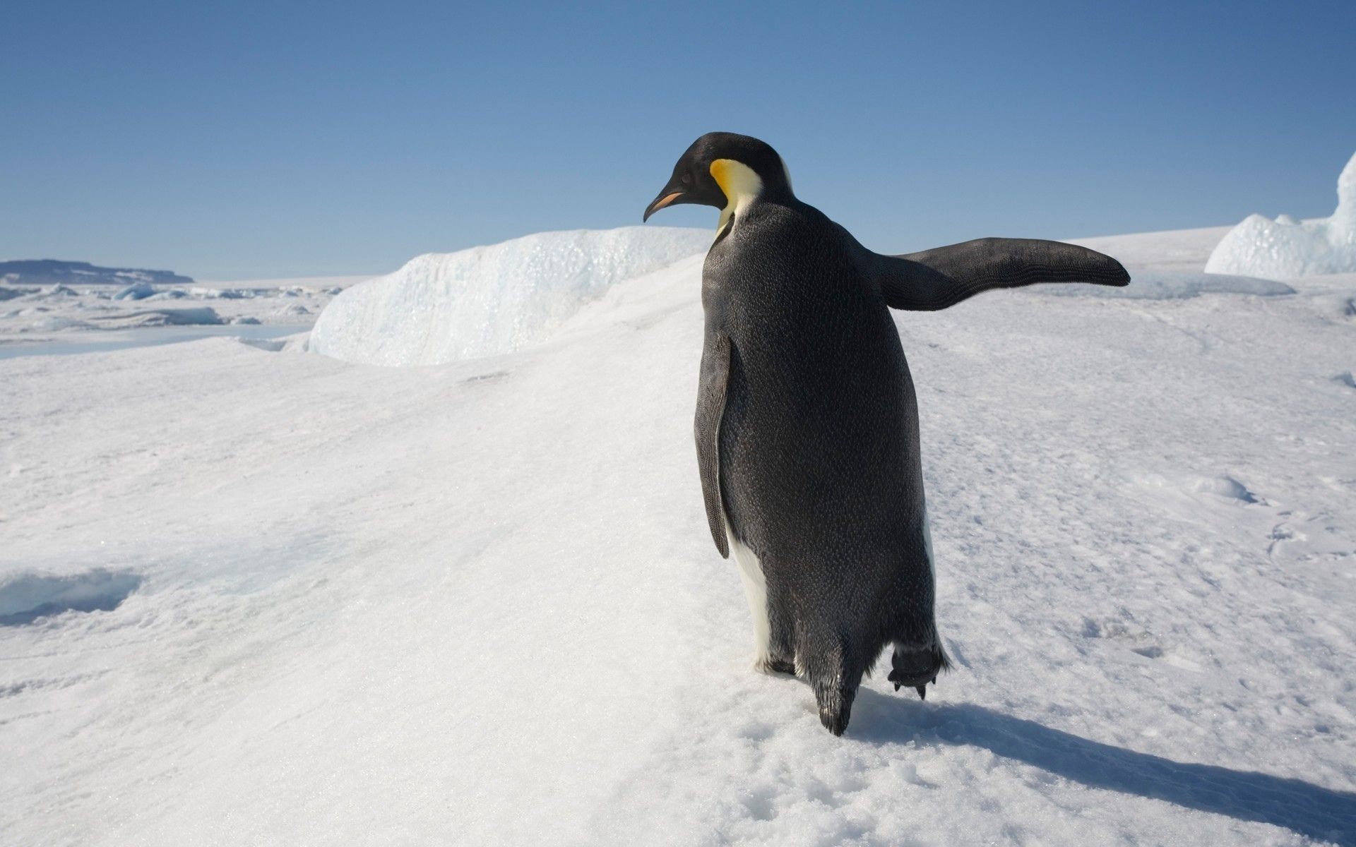 Handy-Wallpaper Tiere, Schnee, Spaziergang, Antarktis, Pinguin, Bummel kostenlos herunterladen.