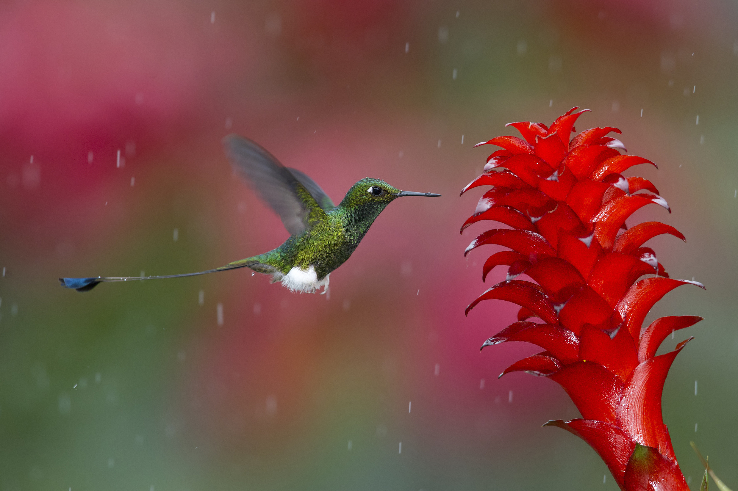 51551 descargar fondo de pantalla colibríes, planta, animales, pájaro, vuelo: protectores de pantalla e imágenes gratis