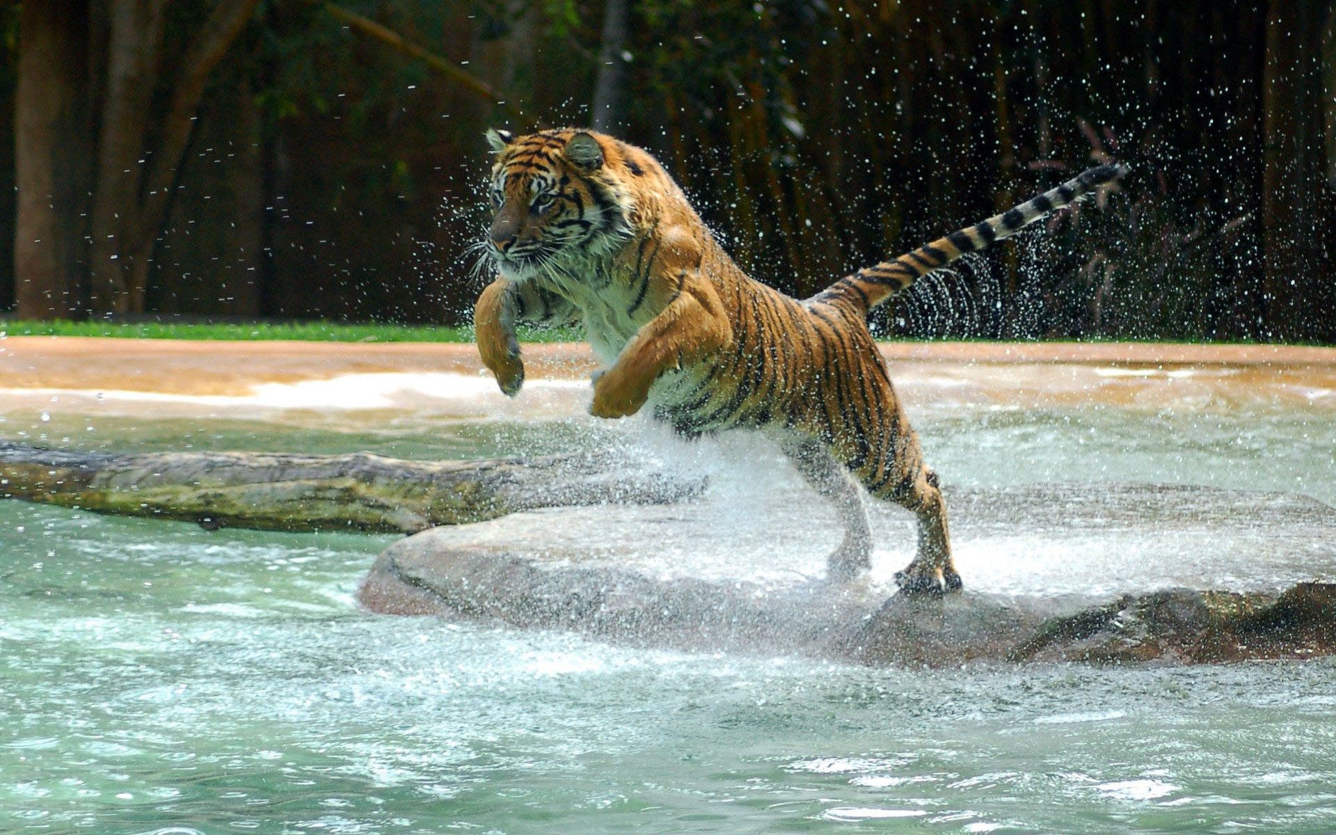 tiger, spray, animals, water, bounce, jump