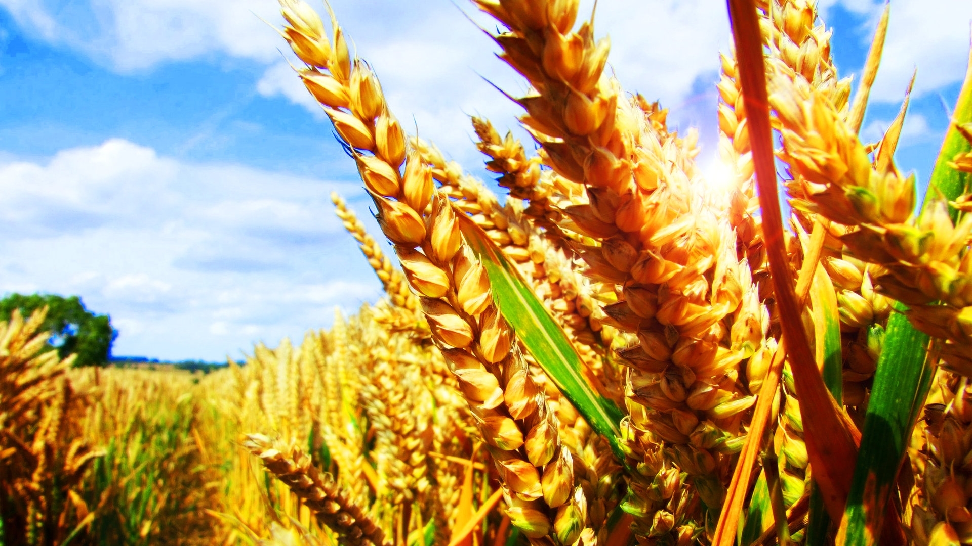 Free download wallpaper Plants, Landscape, Wheat, Fields on your PC desktop