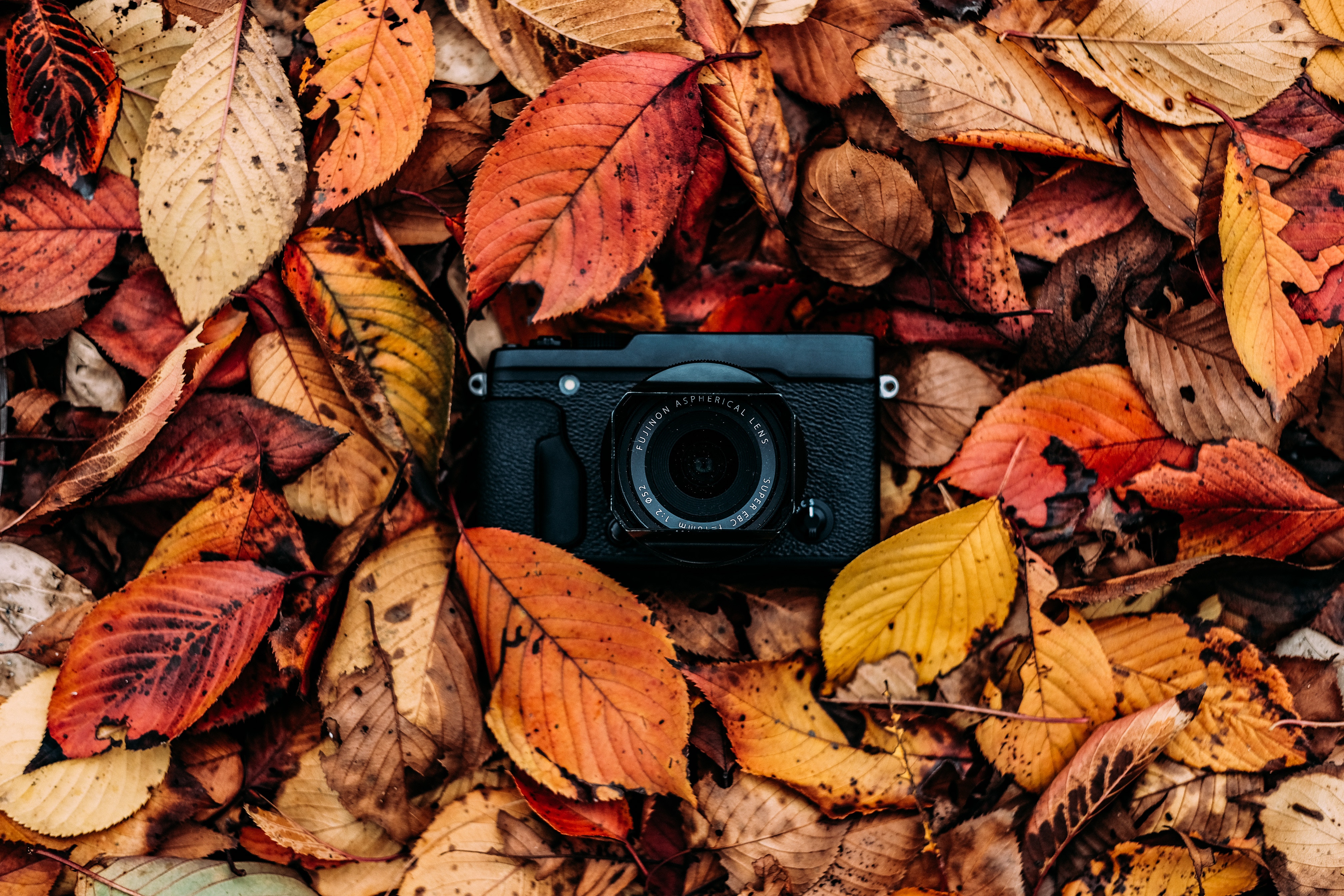 123673 скачать обои фотоаппарат, технологии, осень, листья, листва - заставки и картинки бесплатно