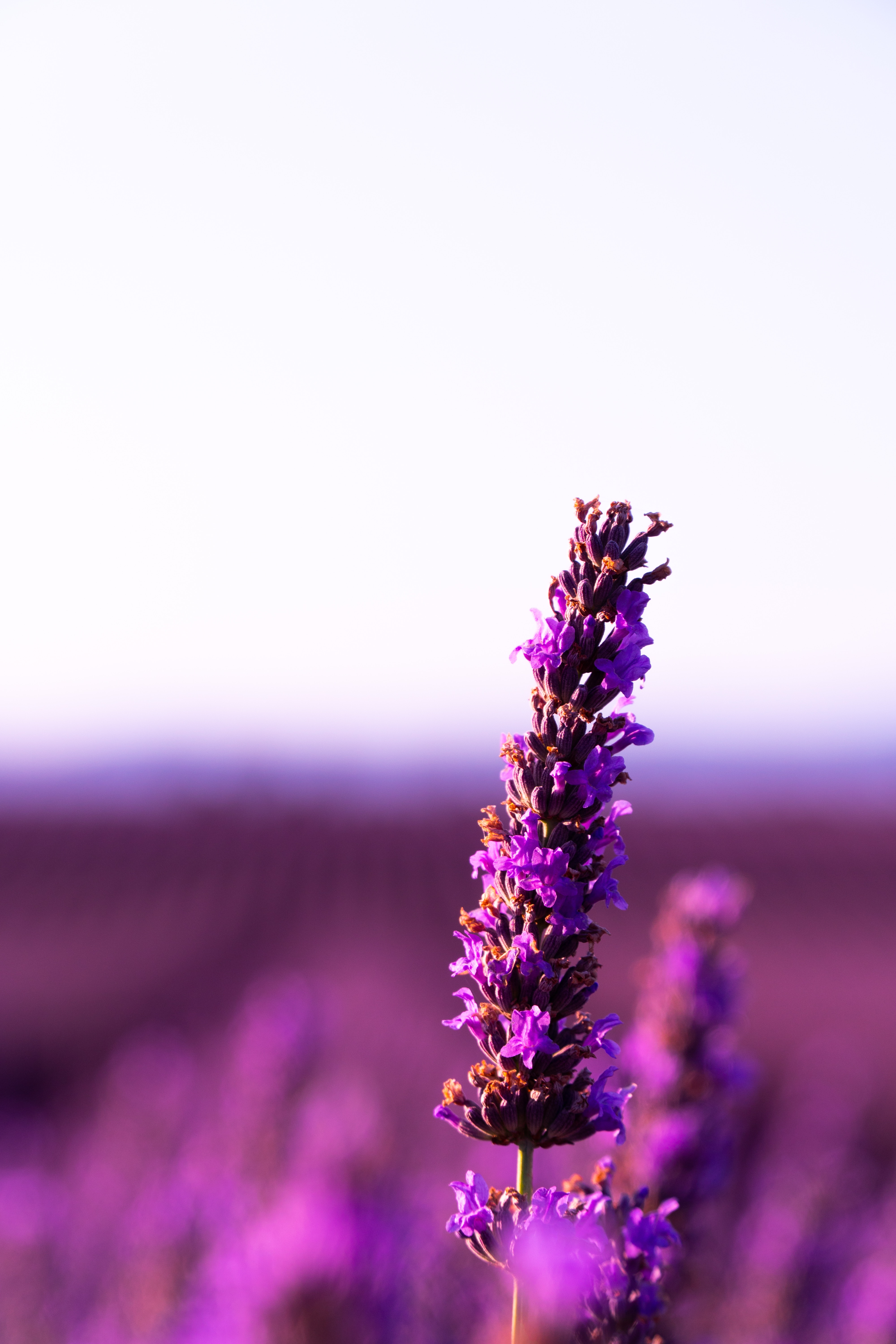 57484 Hintergrundbild herunterladen lavendel, blumen, violett, blume, unschärfe, glatt, lila, blütenstand - Bildschirmschoner und Bilder kostenlos
