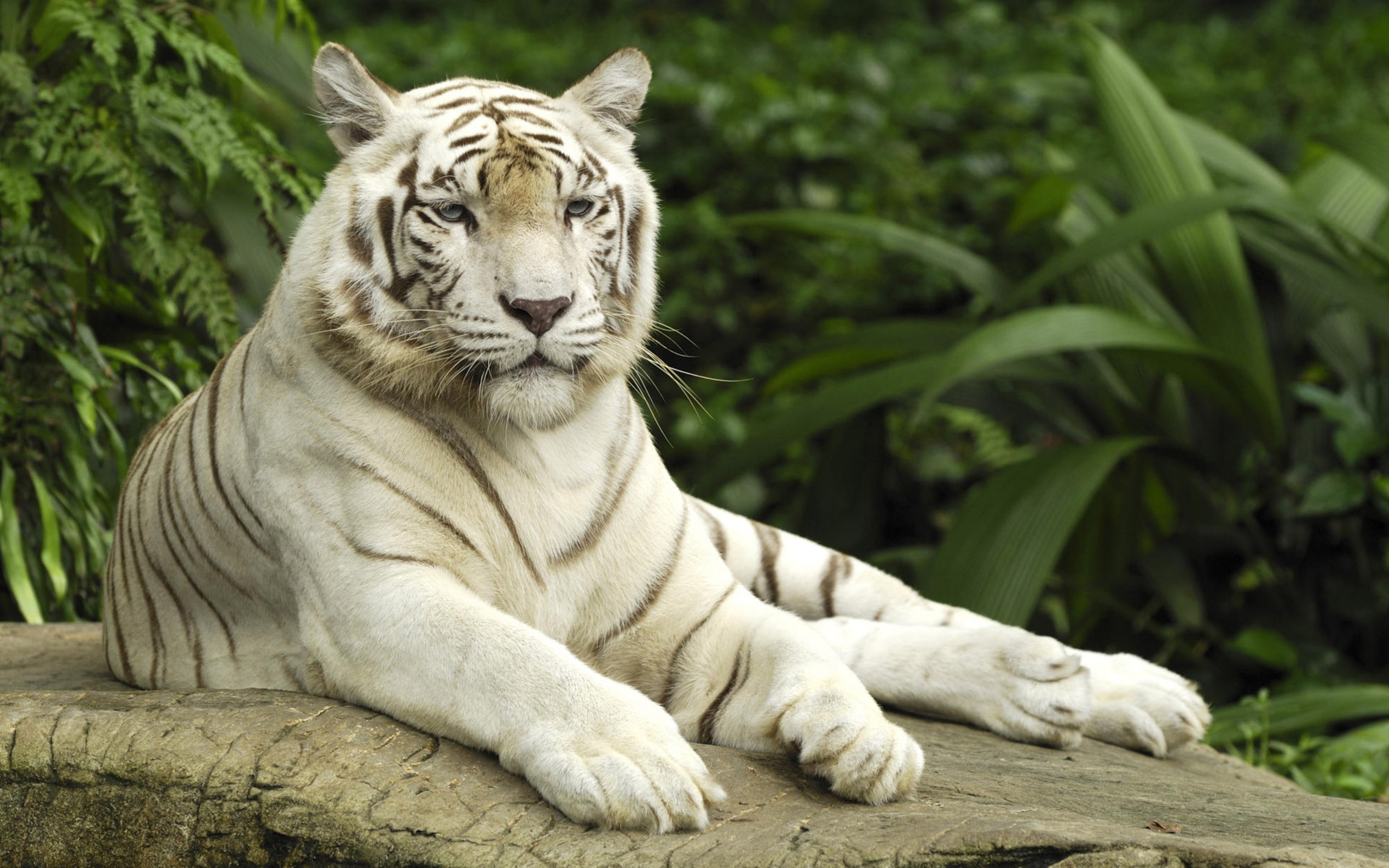 tiger, white tiger, animal, cats Free Stock Photo