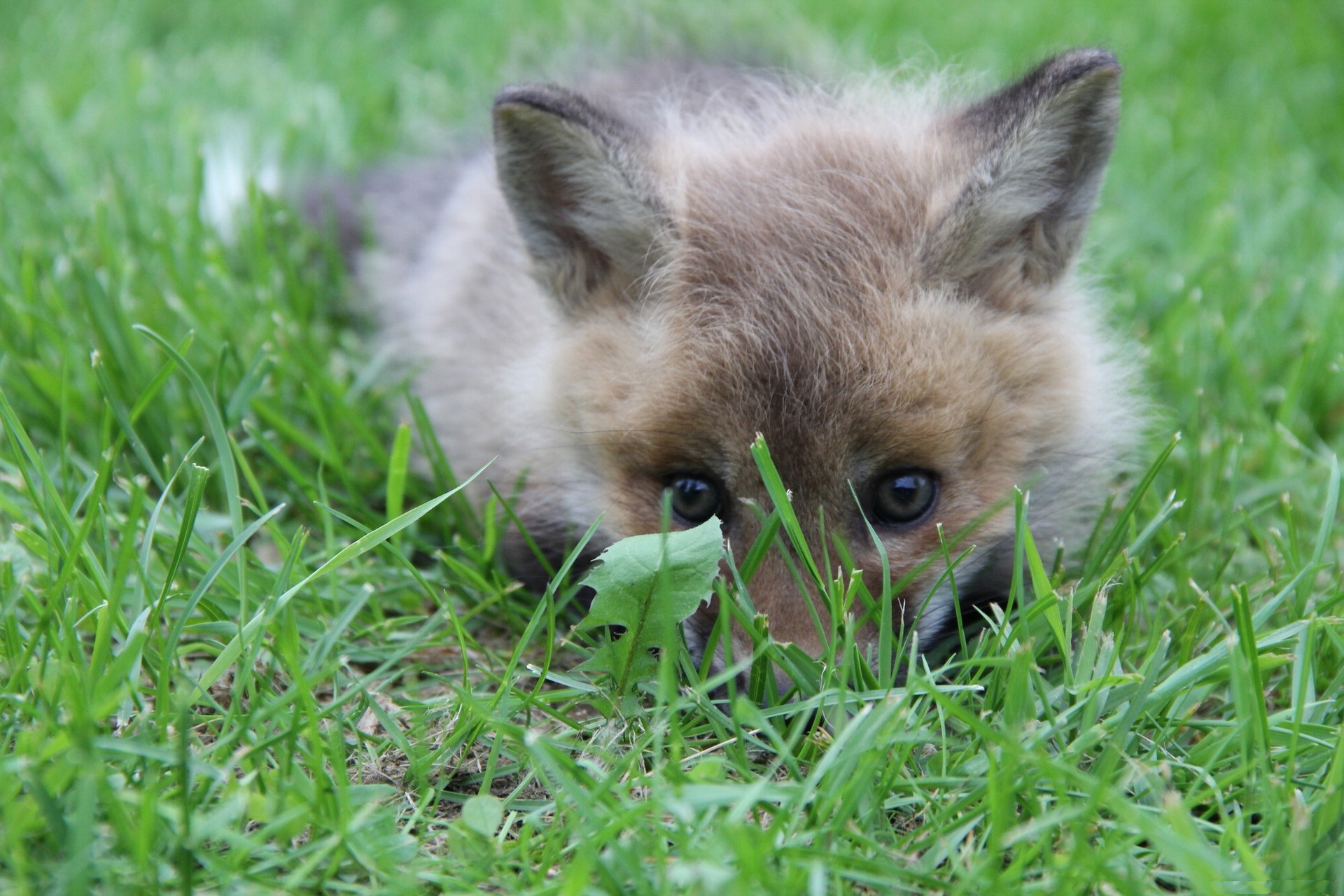 animal, fox, baby animal, cub, grass lock screen backgrounds