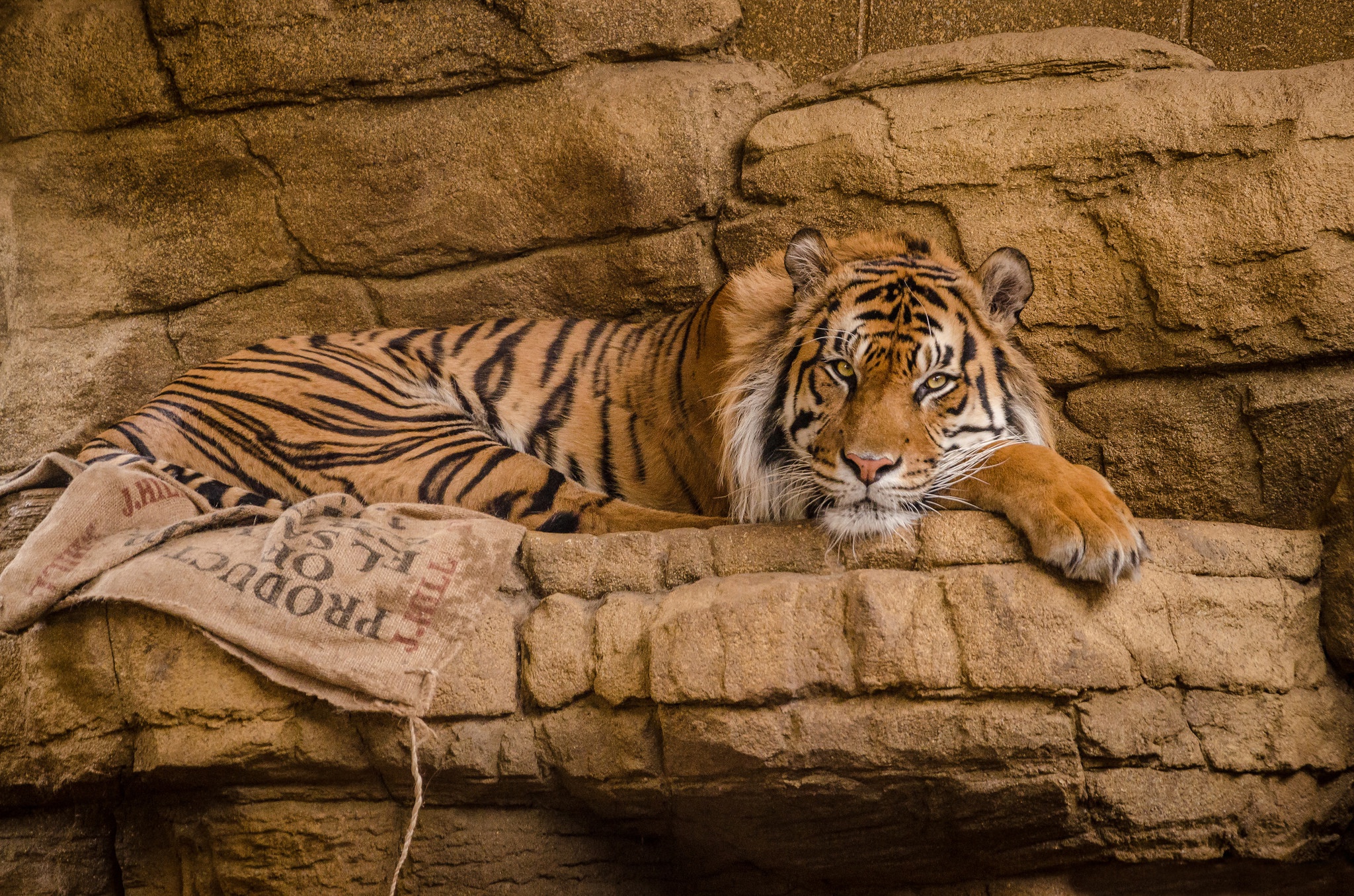 410356 Hintergrundbild herunterladen tiere, tiger, zoo, katzen - Bildschirmschoner und Bilder kostenlos