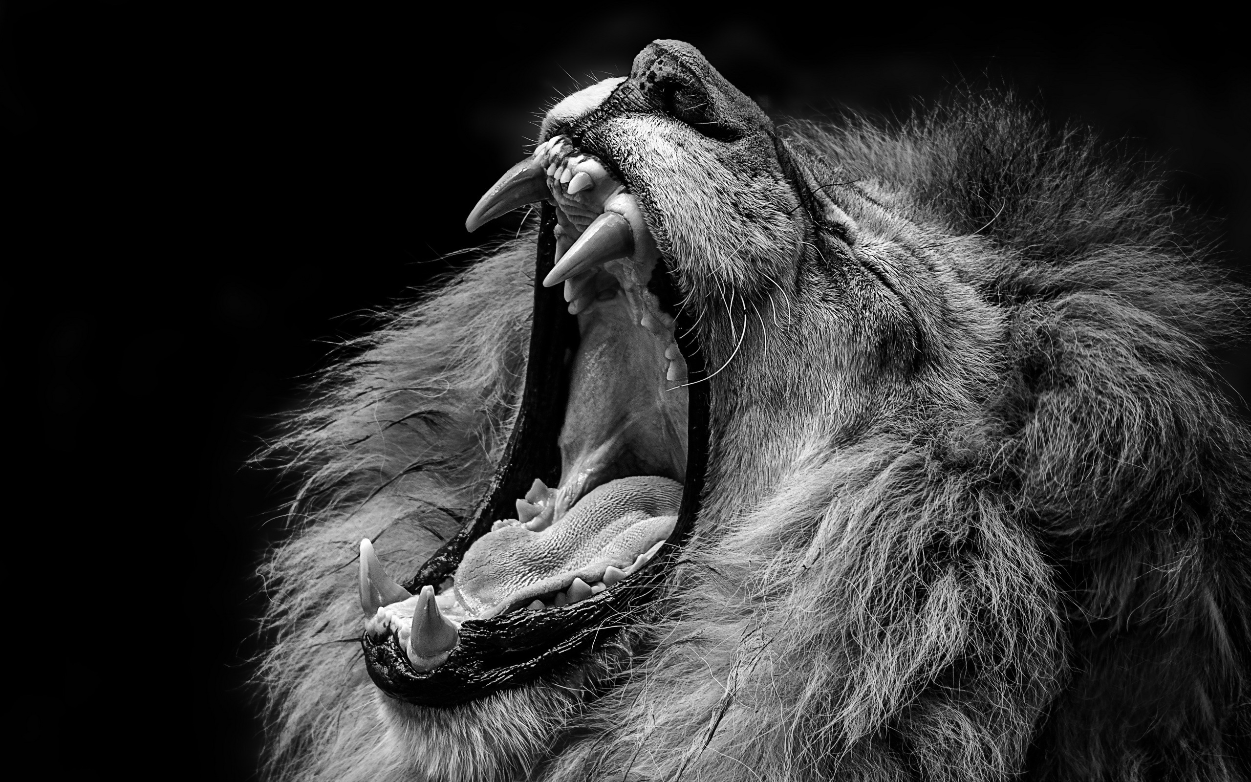 Страшный рев зверя. Лев рычит фото. Львиный оскал. Пасть Льва. Брутальные животные.