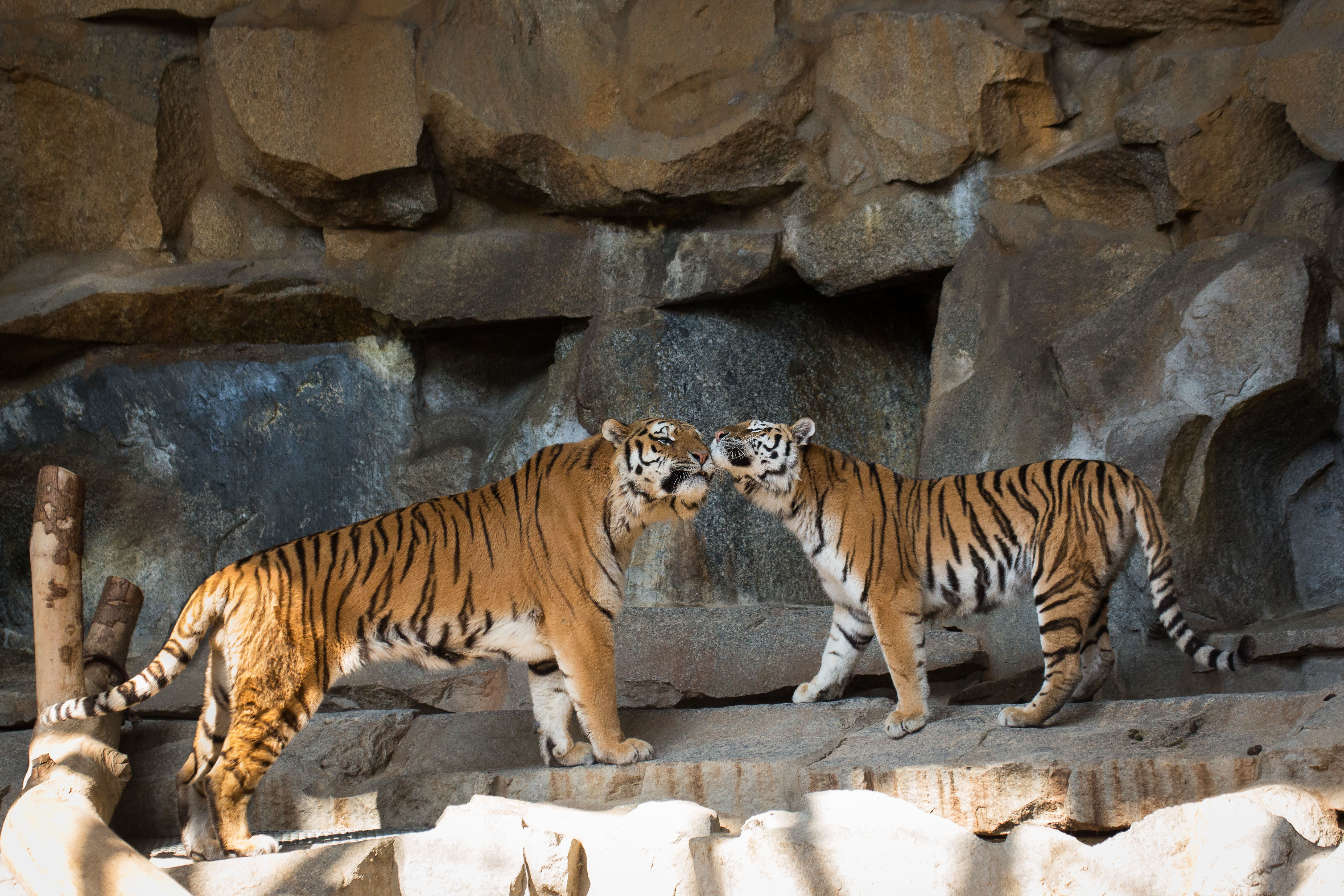 398666画像をダウンロード動物, 虎, 愛する, 動物園, 猫-壁紙とスクリーンセーバーを無料で