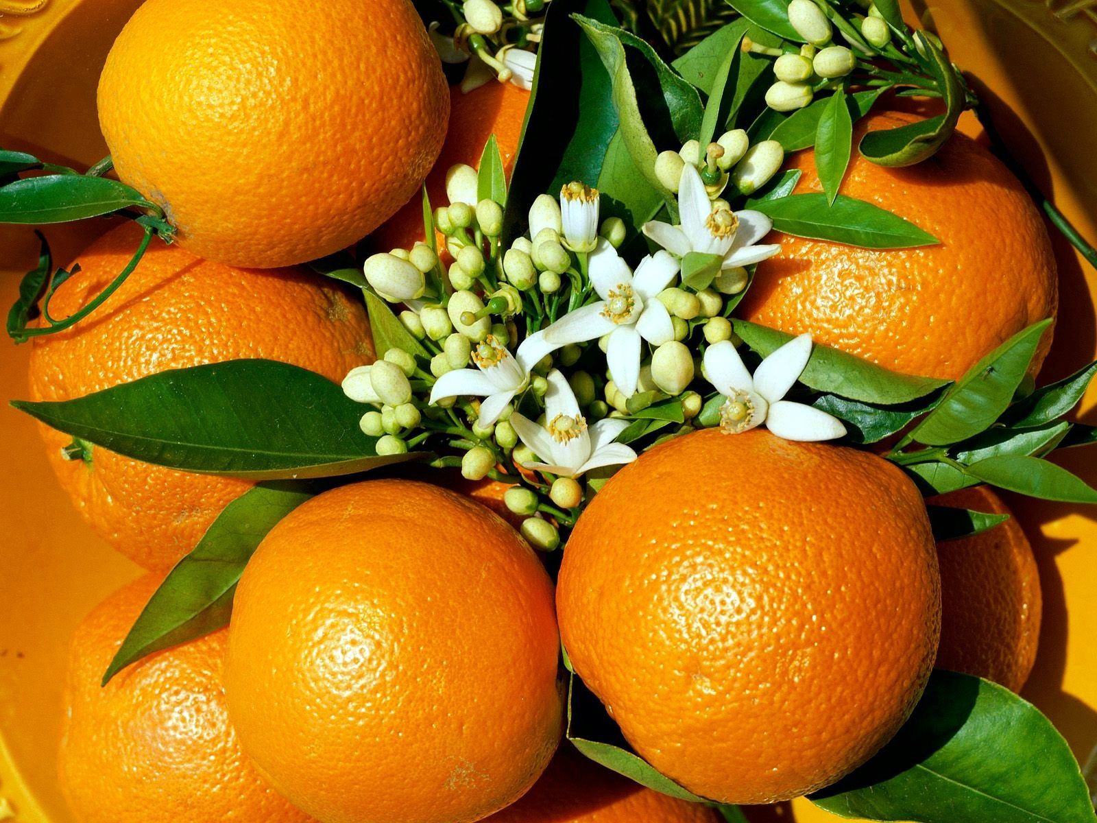 Популярные заставки и фоны Апельсины на компьютер