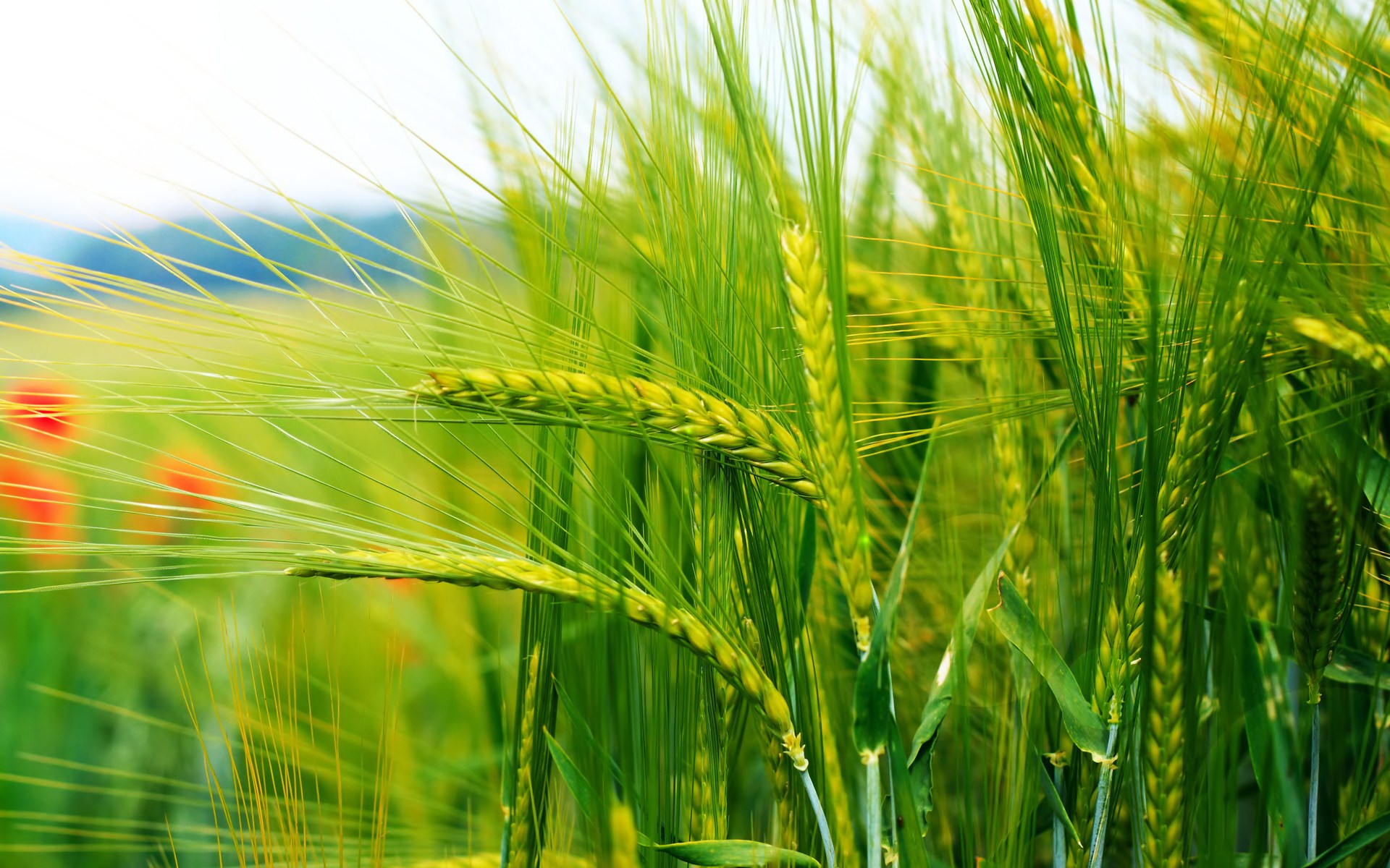 nature, earth, wheat, crops, field lock screen backgrounds