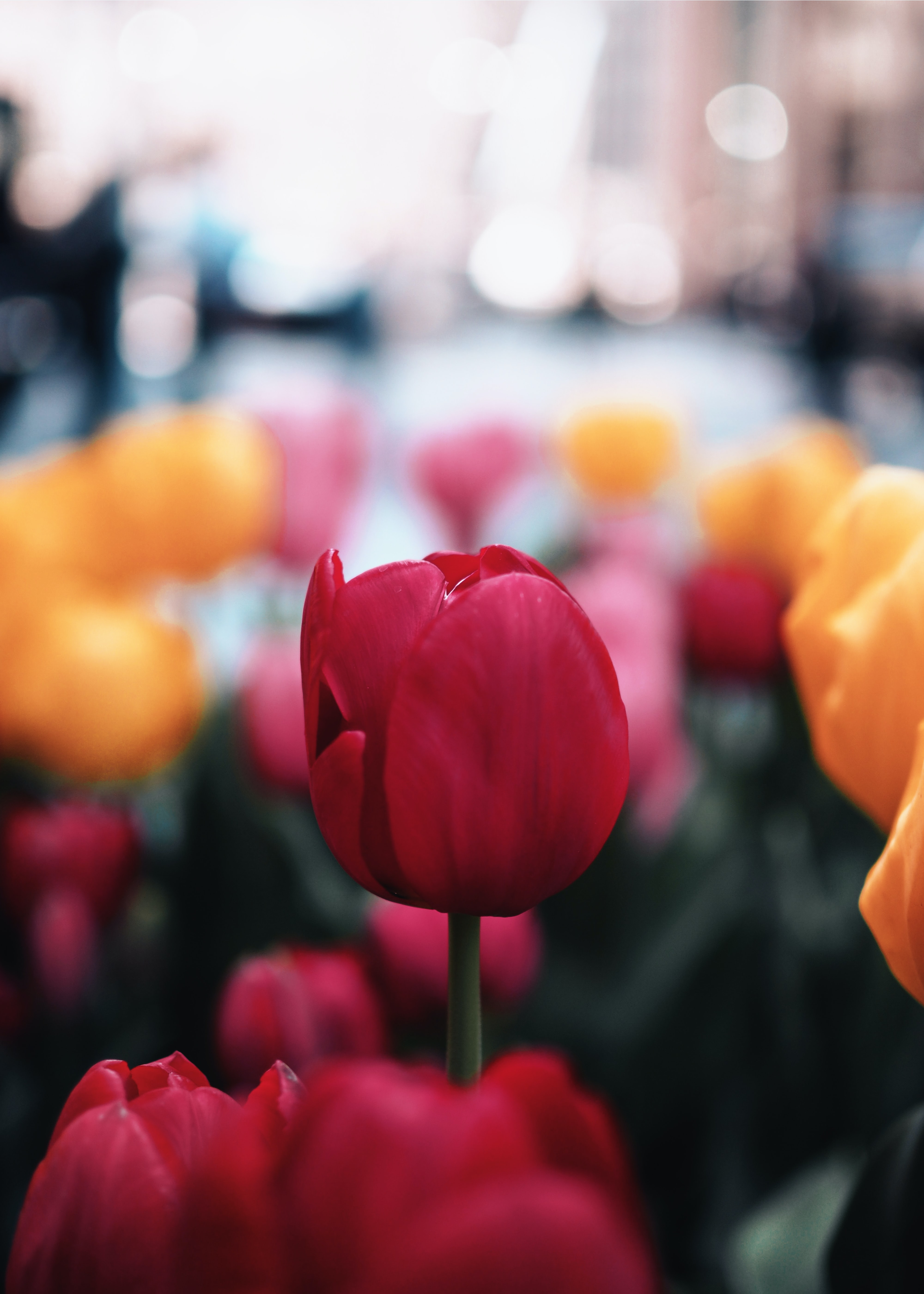Laden Sie das Pflanze, Makro, Blühen, Blühenden, Tulip, Blumen, Tulpe, Blume-Bild kostenlos auf Ihren PC-Desktop herunter