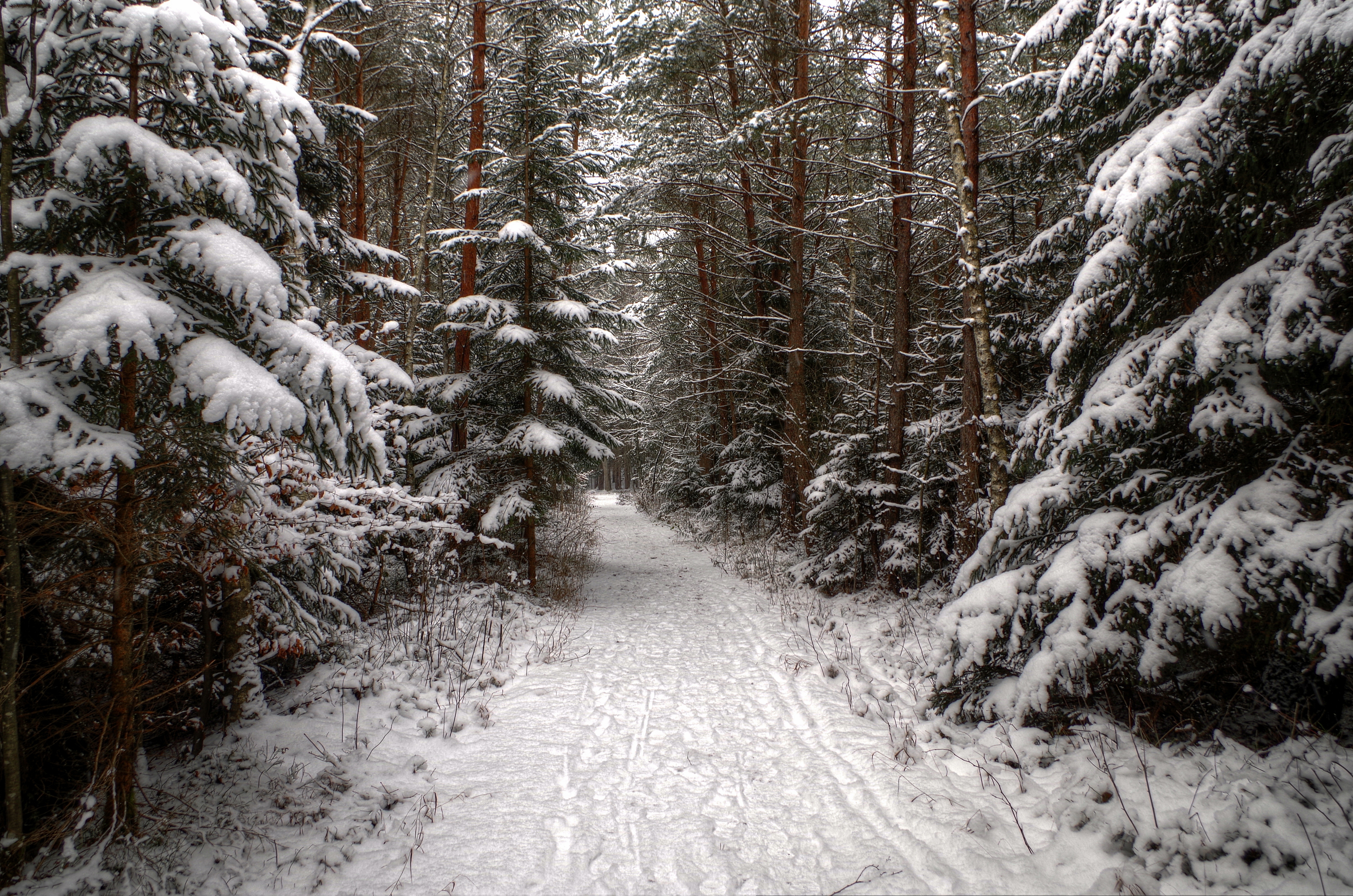 Windows Backgrounds earth, path, forest, nature, pine, snow, tree, winter
