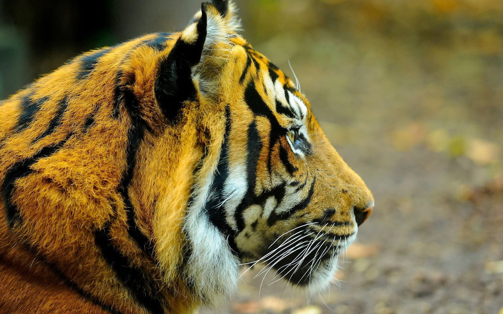 Download mobile wallpaper Tiger, Muzzle, Spotted, Spotty, Animals, Predator, Big Cat for free.