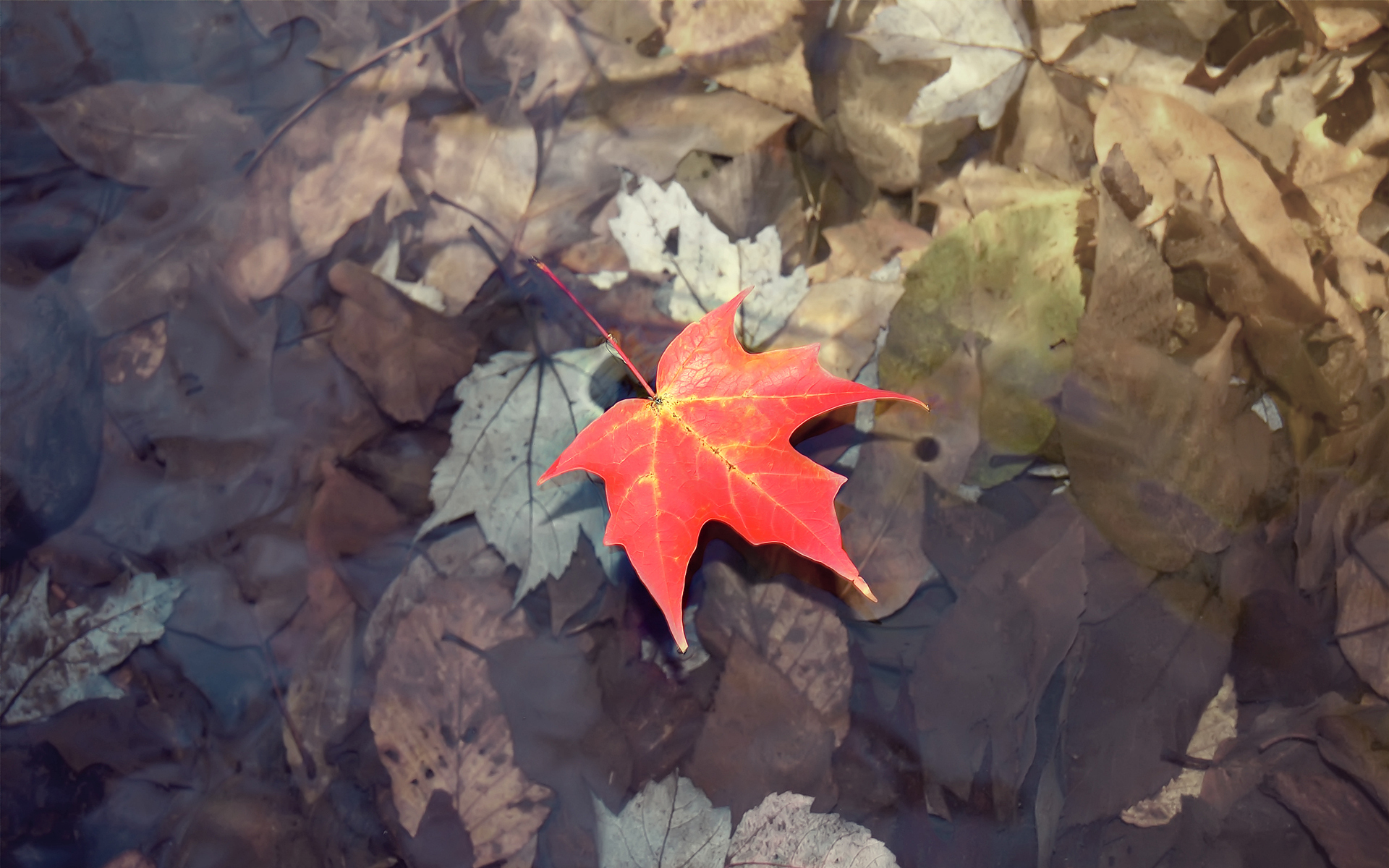earth, leaf, fall, nature, puddle, season, water HD wallpaper