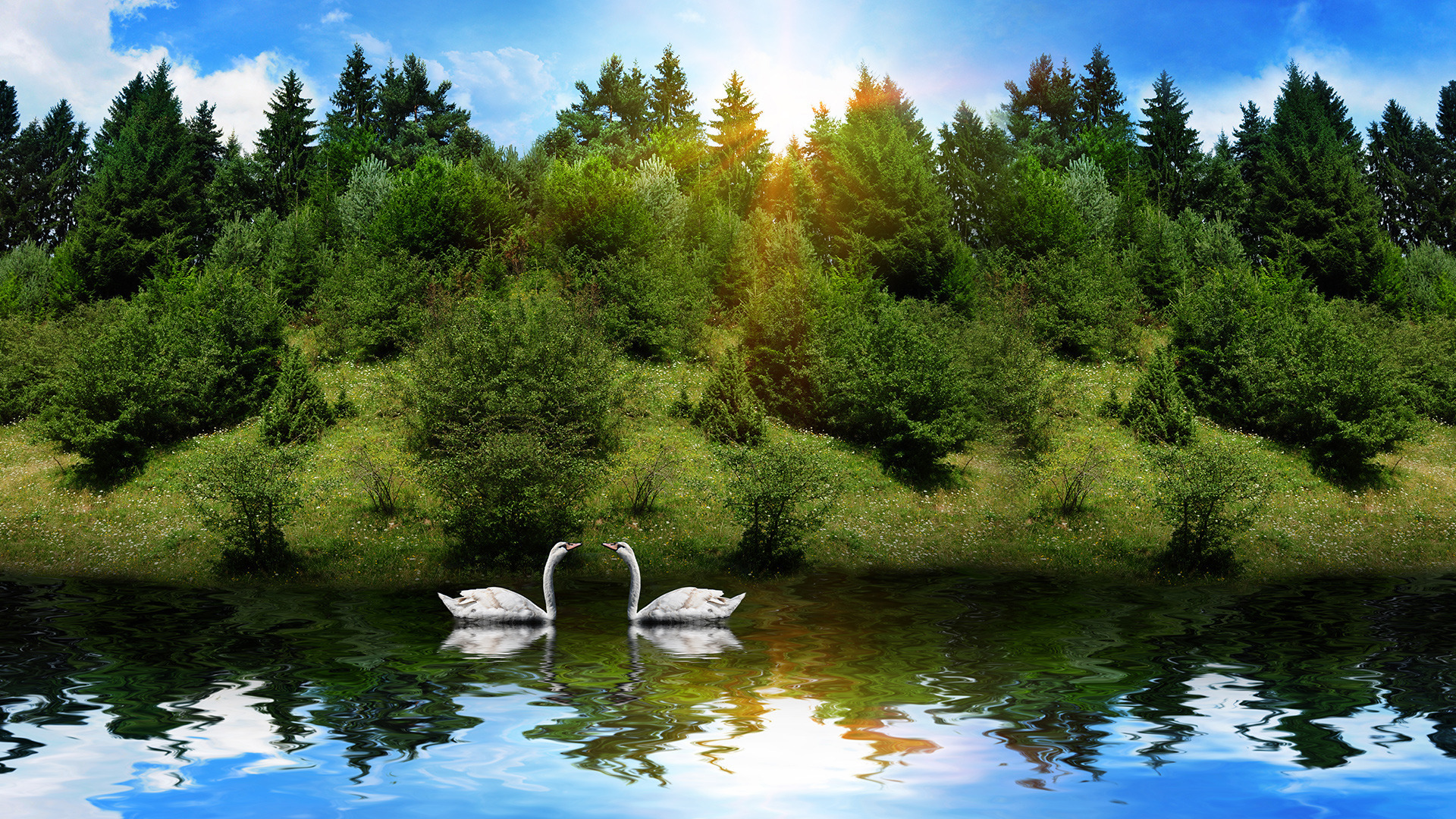 mute swan, animal, birds HD wallpaper