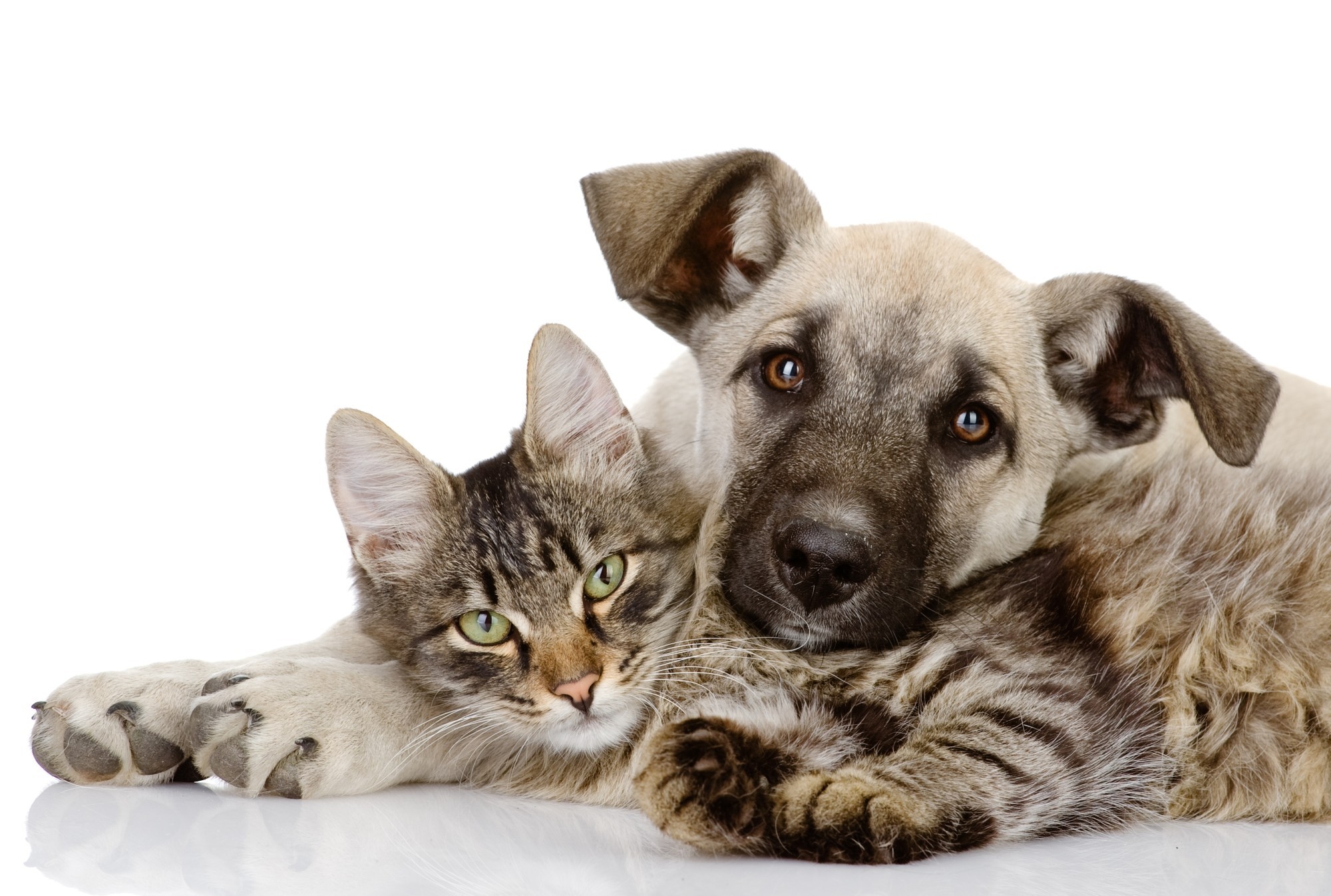 962447 baixar papel de parede animais, gato & cão, gato, cão, amigo - protetores de tela e imagens gratuitamente